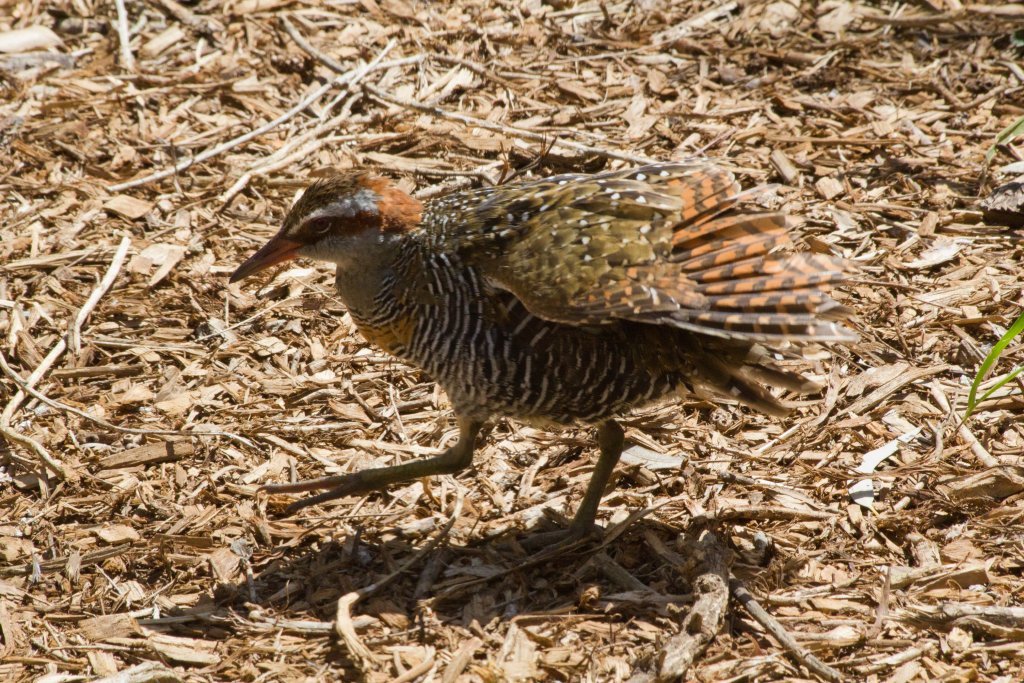 Banded Rail (Gallirallus philippensis)