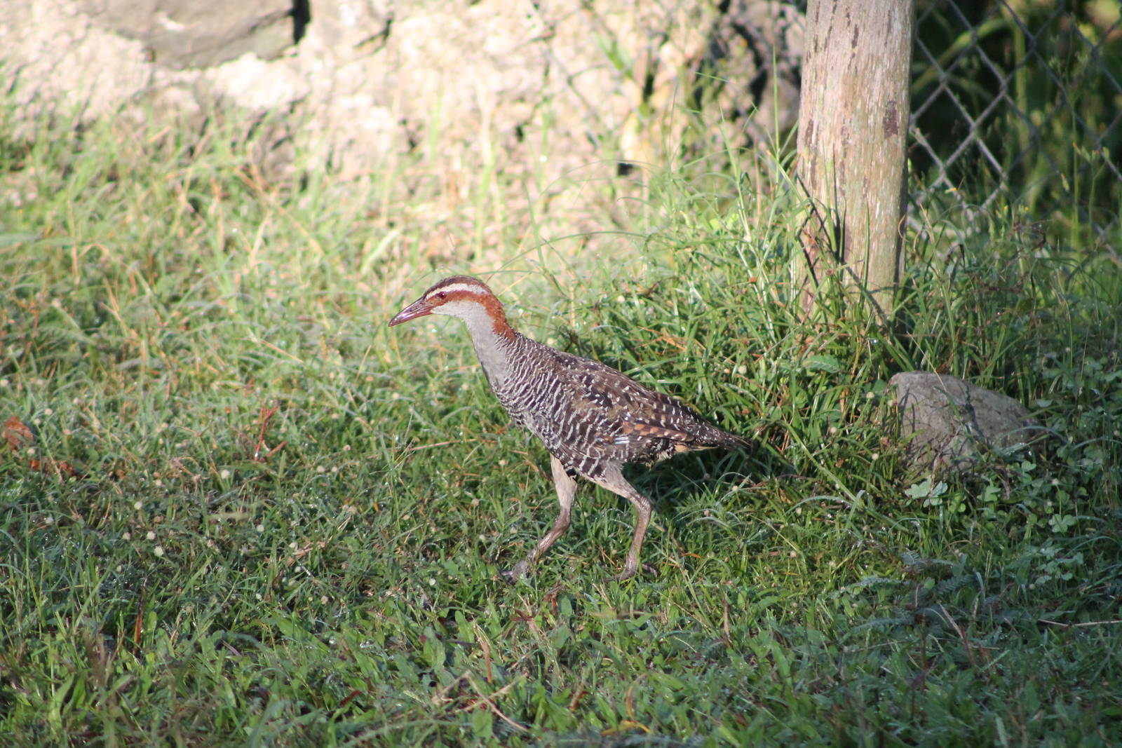 Banded rail (Gallirallus philippensis)
