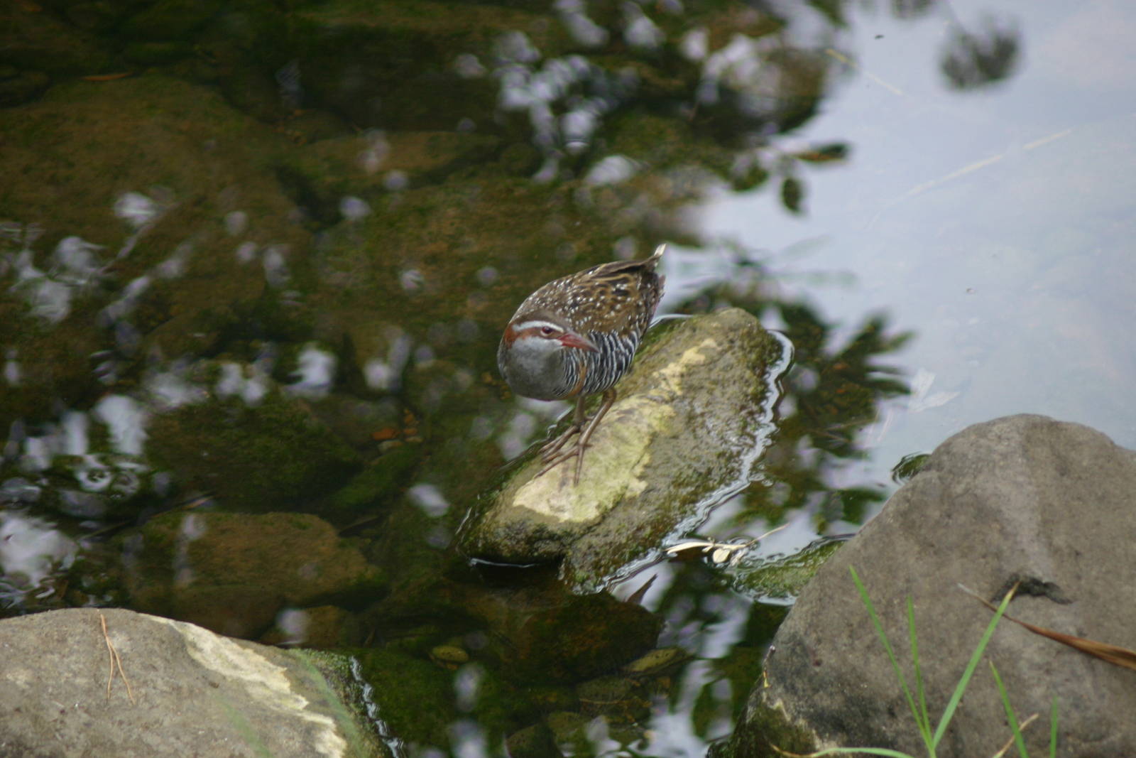 Banded Rail - Great Barrier Island 2010