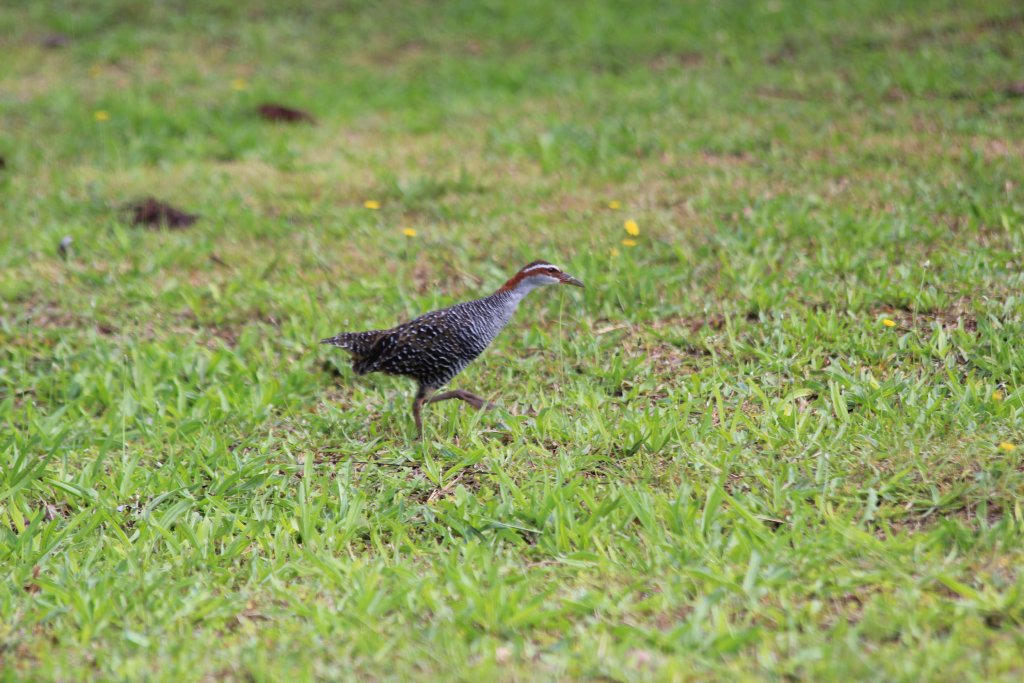 Banded Rail