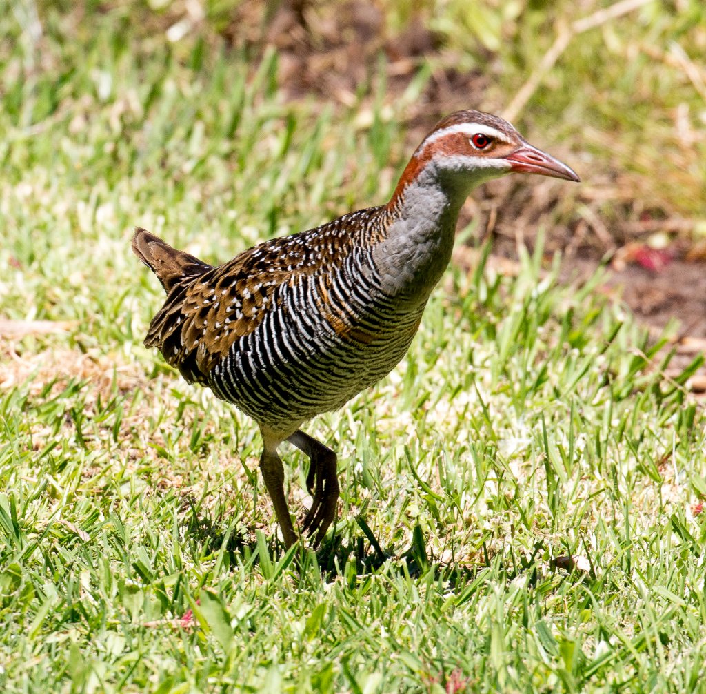 Banded Rail