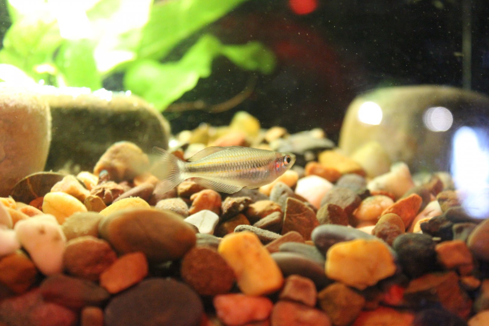 Banded Rainbowfish (Melanotaenia trifasciata)