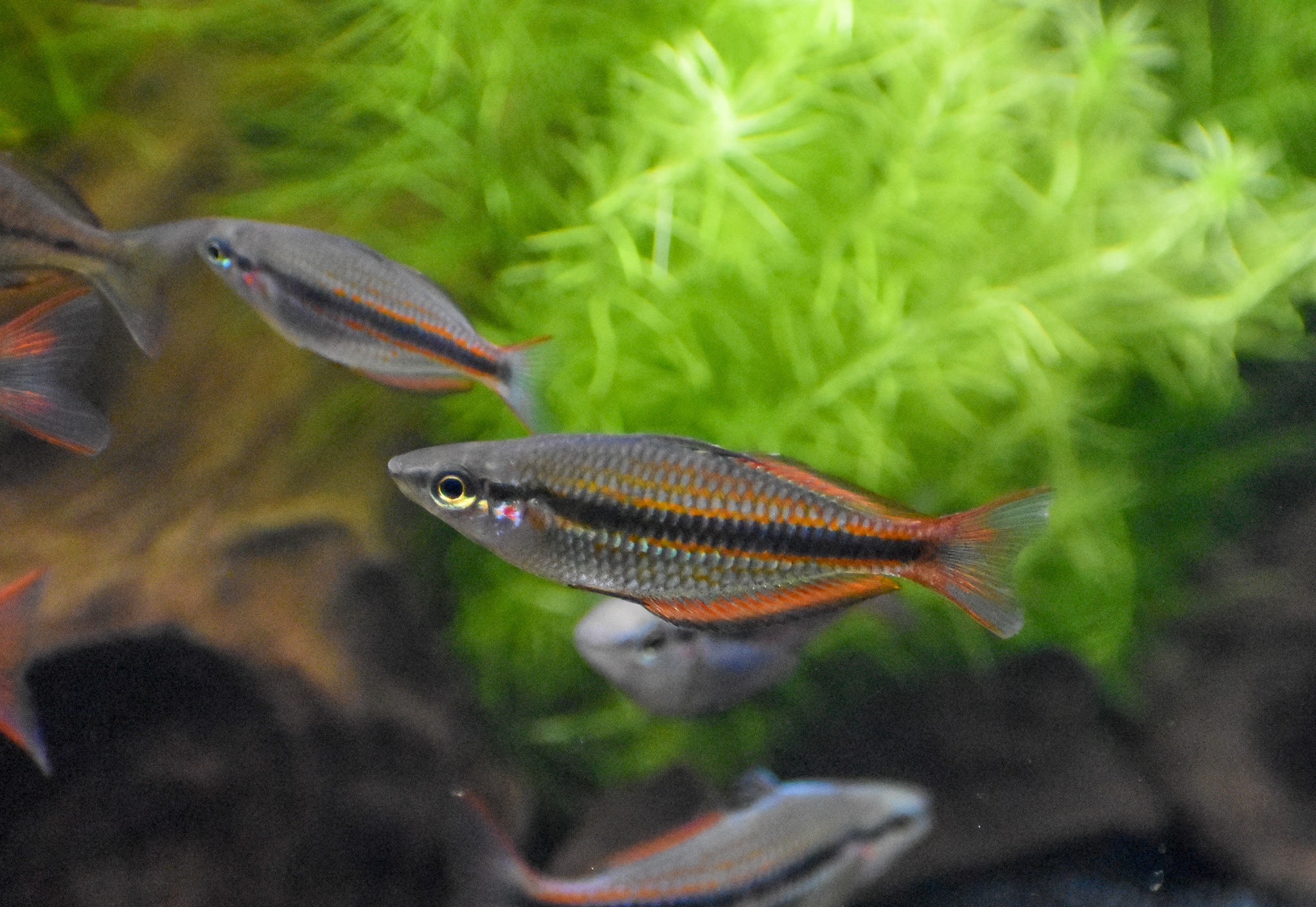 Banded Rainbowfish (Melanotaenia trifasciata)
