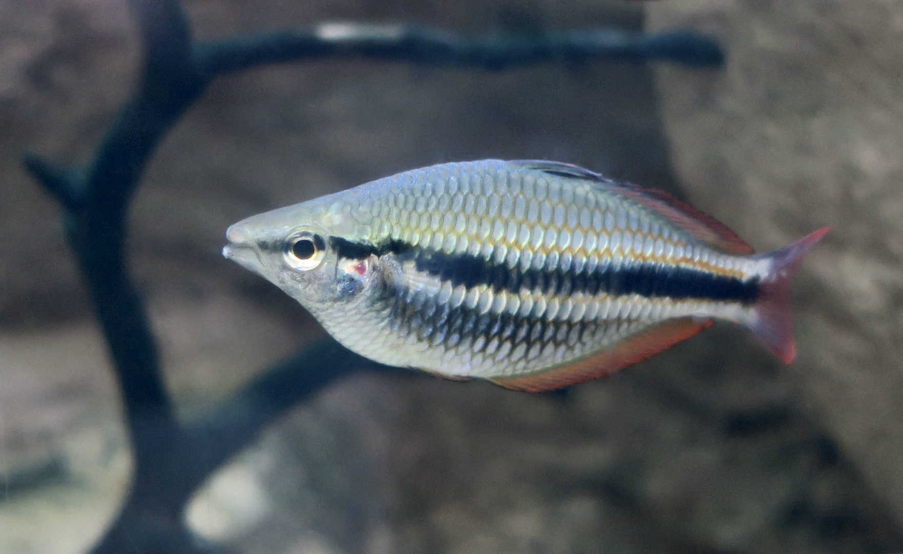 Banded Rainbowfish (Melanotaenia trifasciata)
