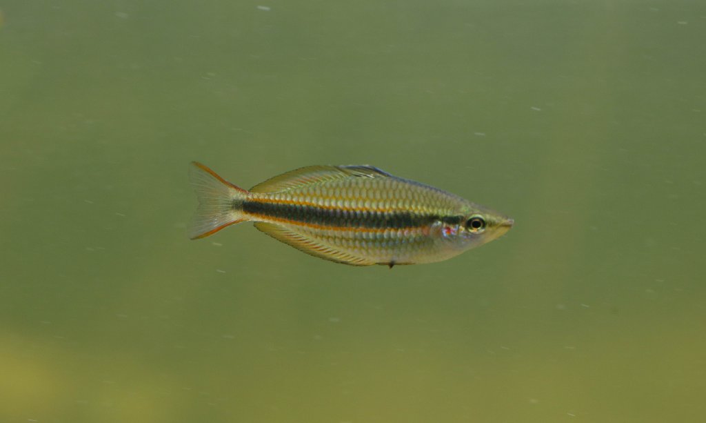 Banded Rainbowfish