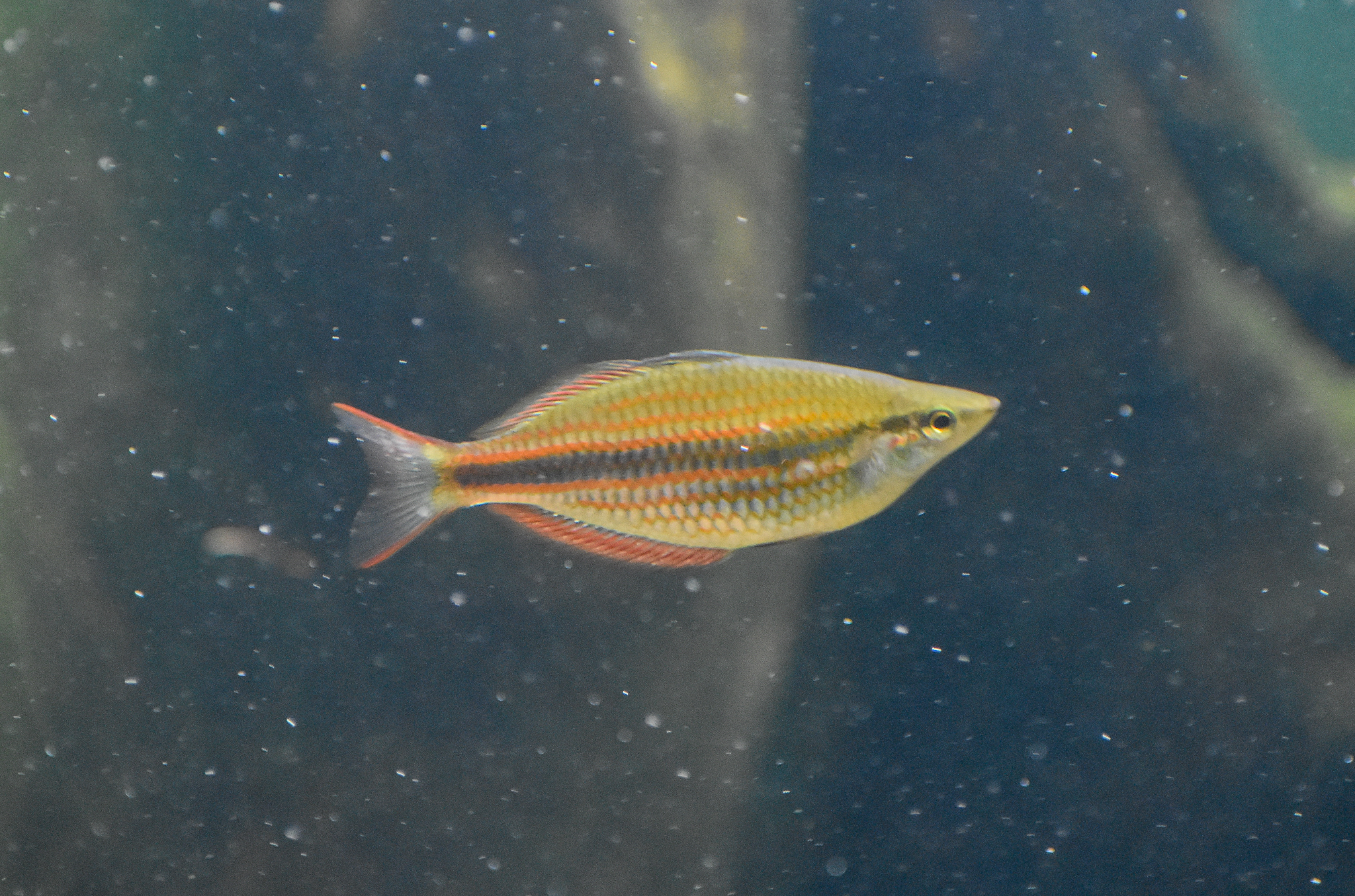 Banded Rainbowfish