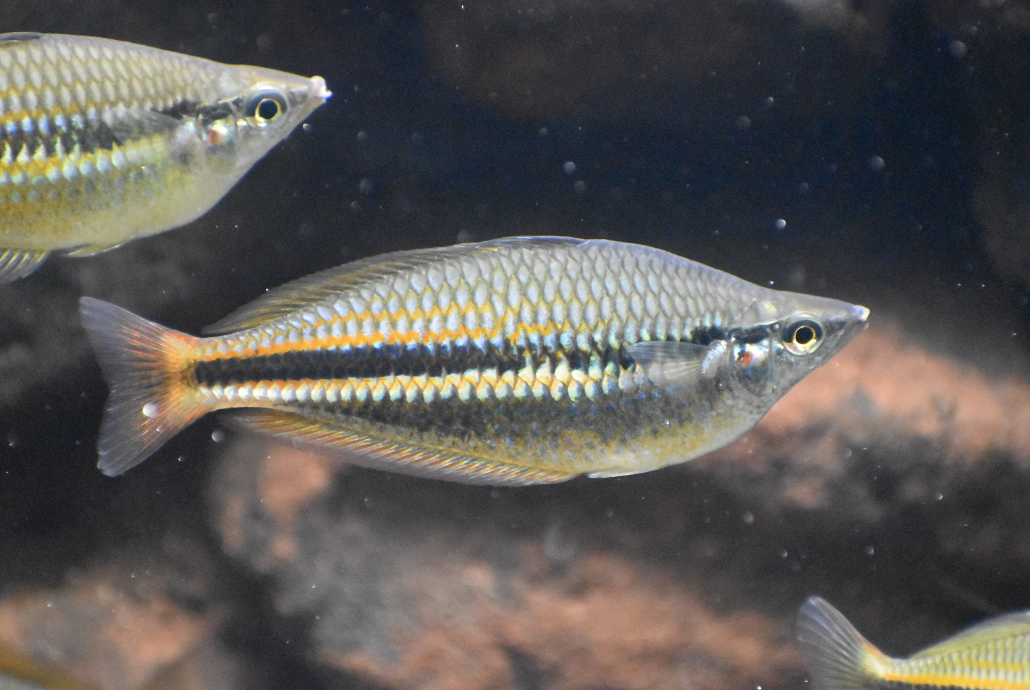 Banded Rainbowfish