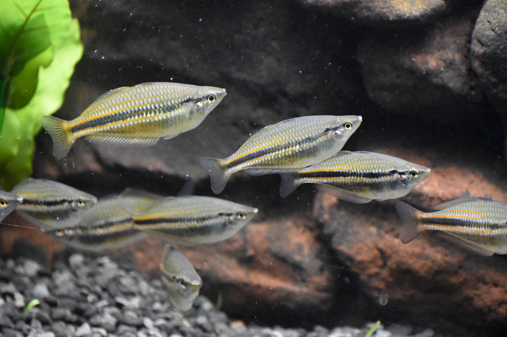 Banded Rainbowfish
