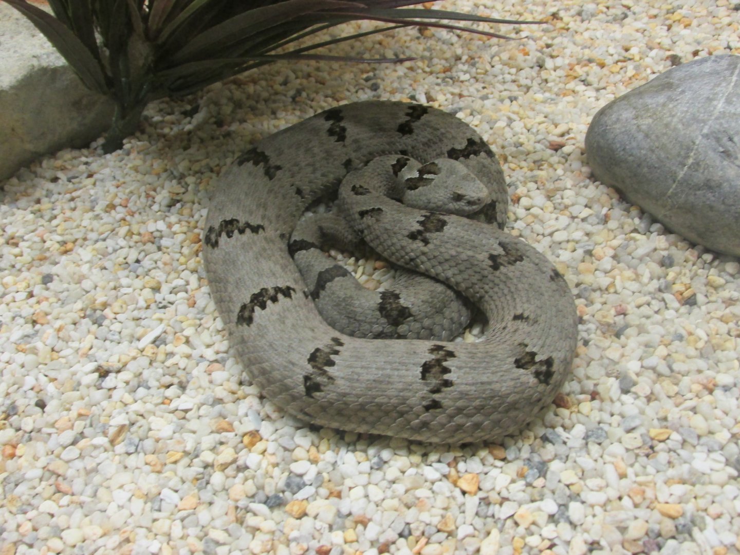 banded rock ratllesnake