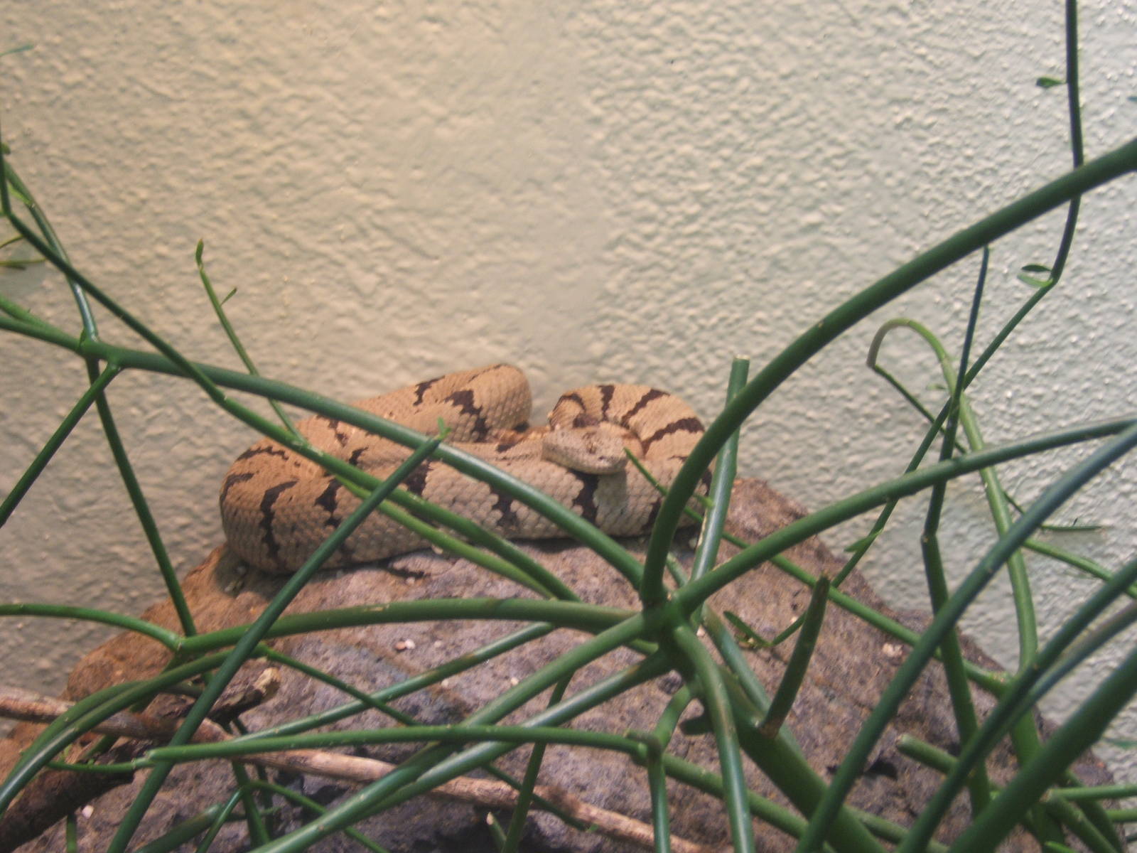 Banded Rock Rattlesnake (Crotalus lepidus klauberi)