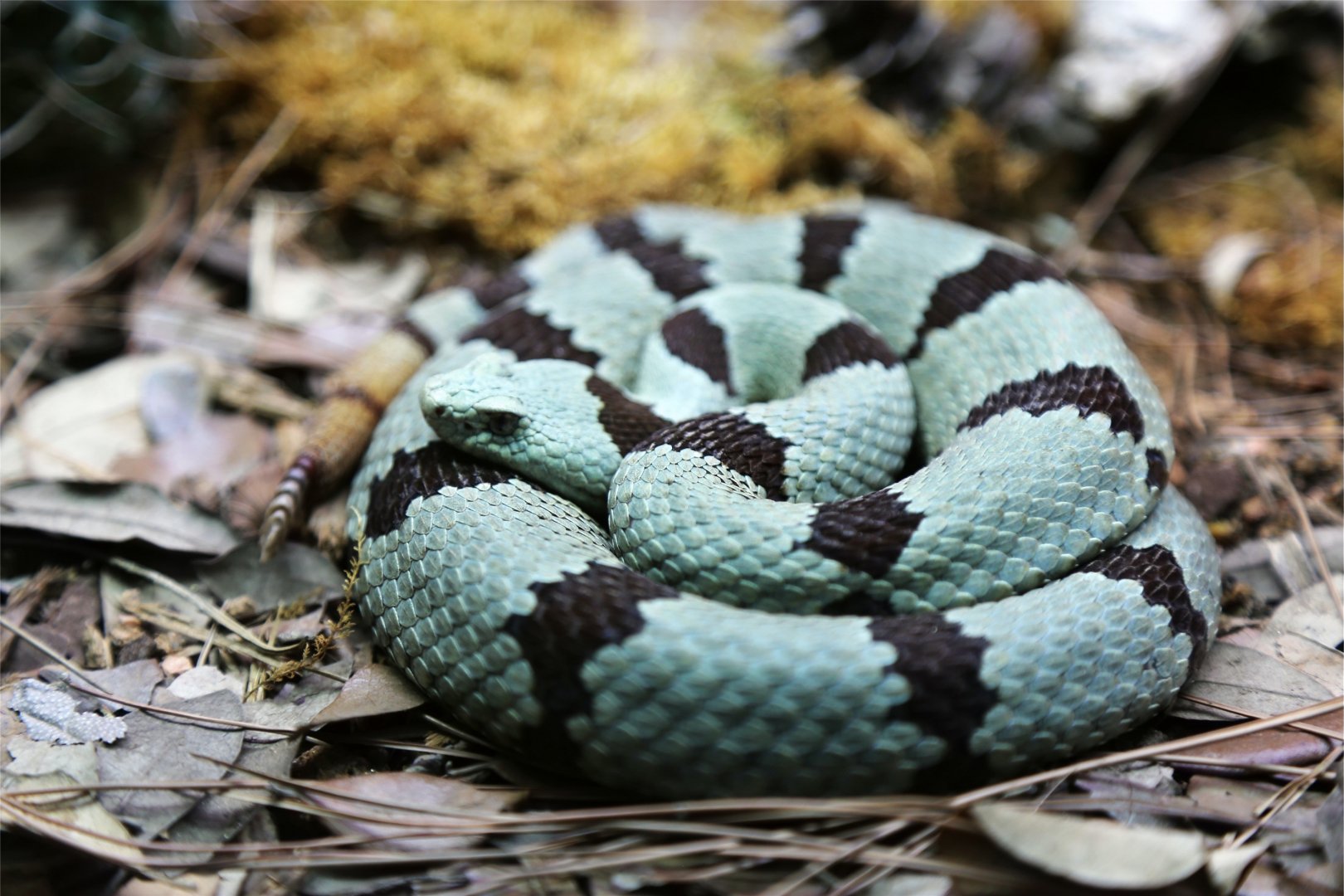 Banded Rock Rattlesnake (Crotalus lepidus klauberi)