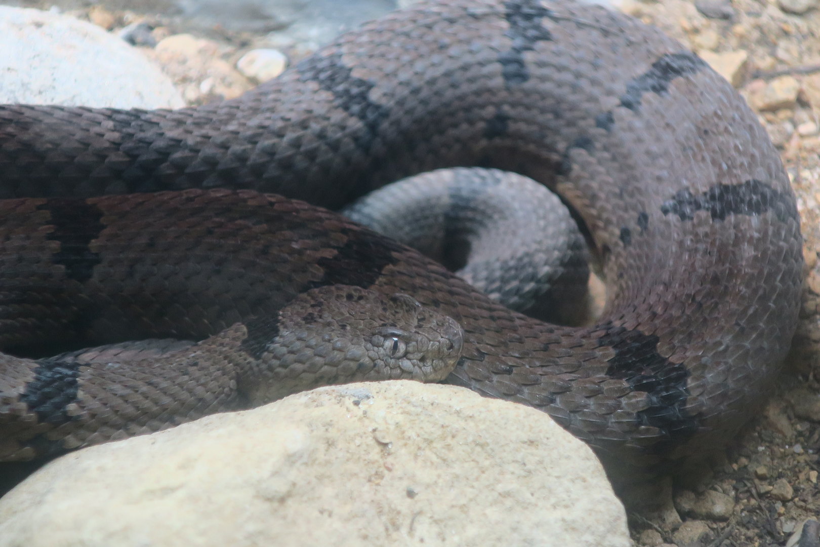 Banded Rock Rattlesnake (Crotalus lepidus klauberi)