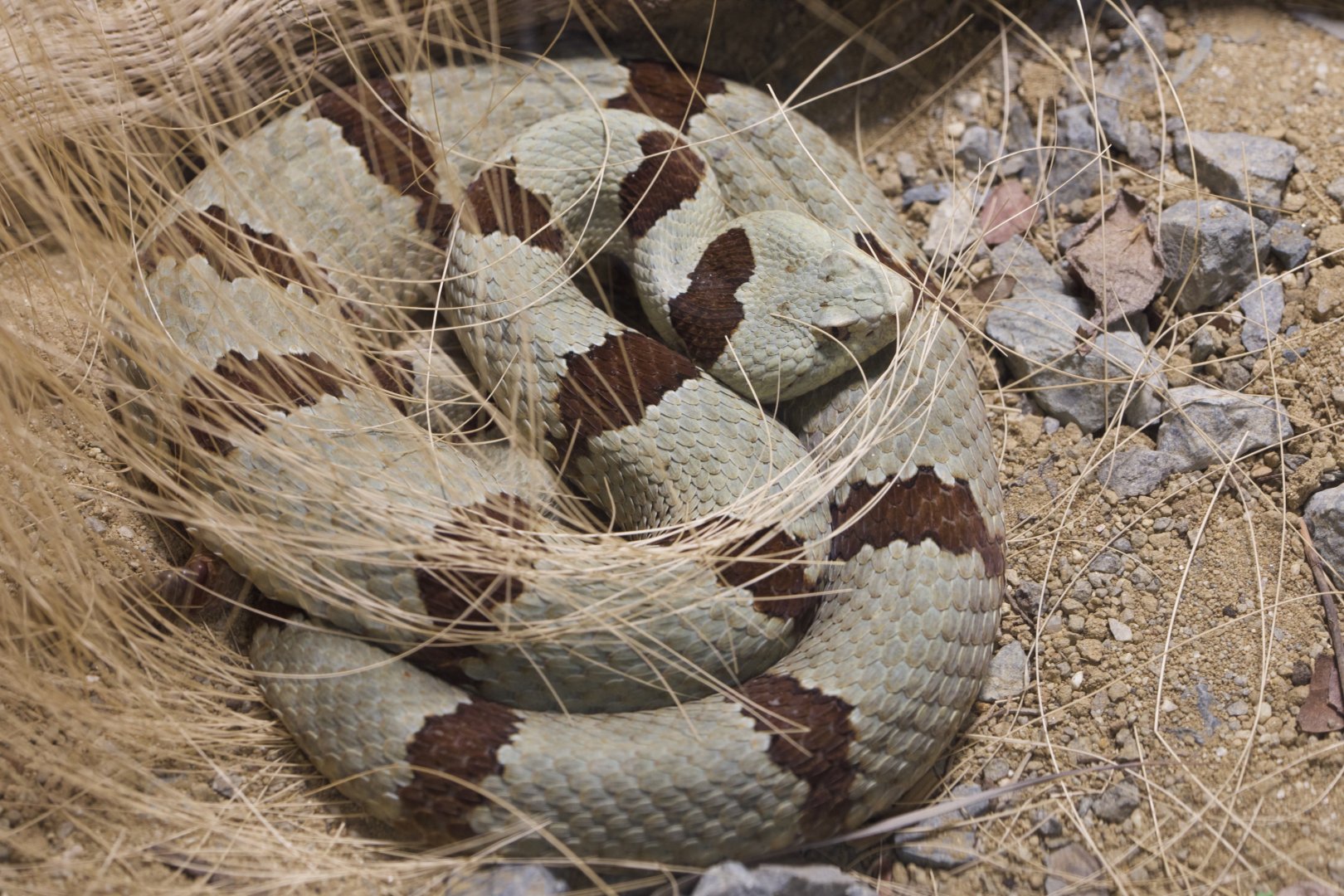 Banded Rock Rattlesnake/ Crotalus lepidus klauberi