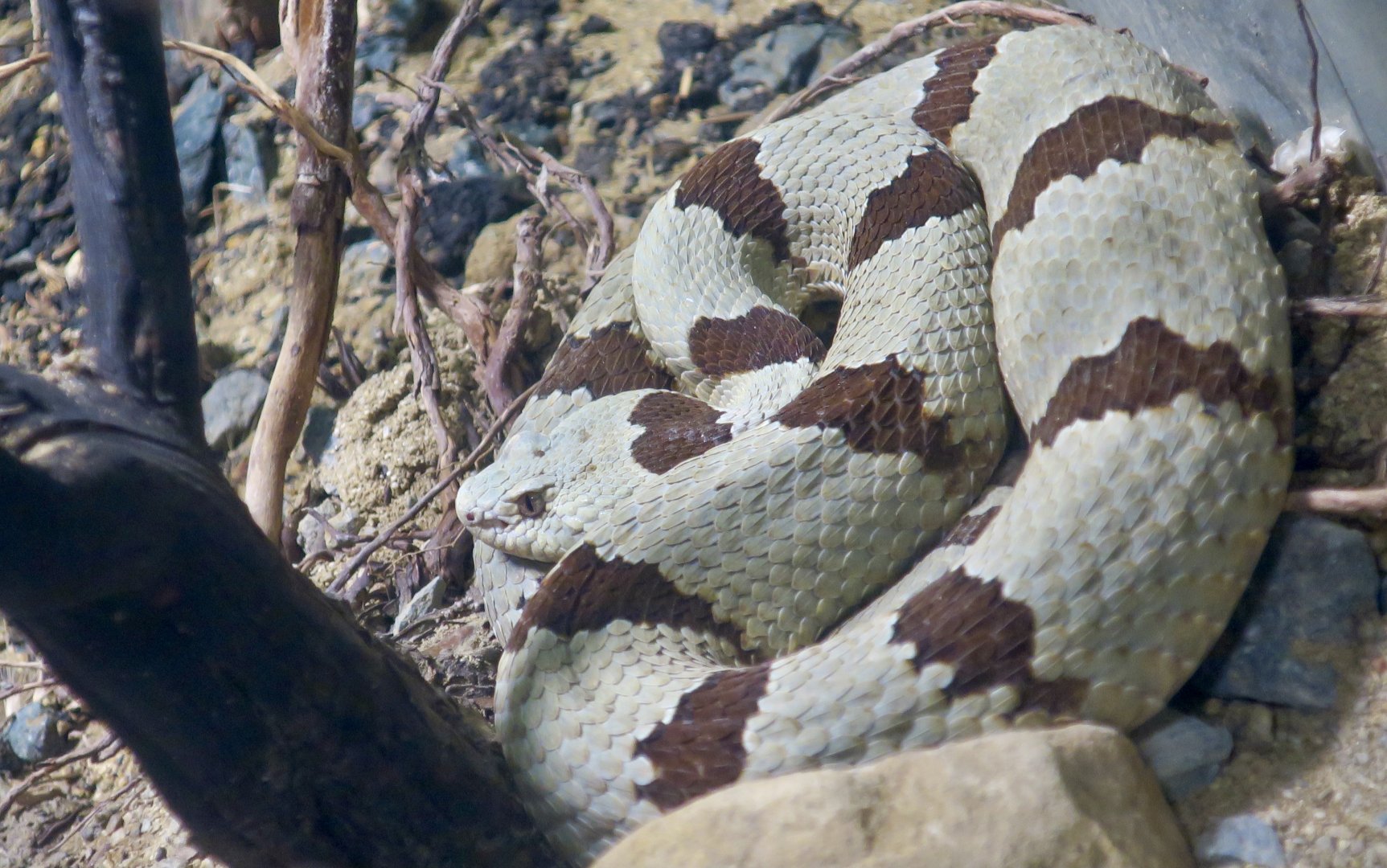 Banded Rock Rattlesnake (Crotalus lepidus klauberi)