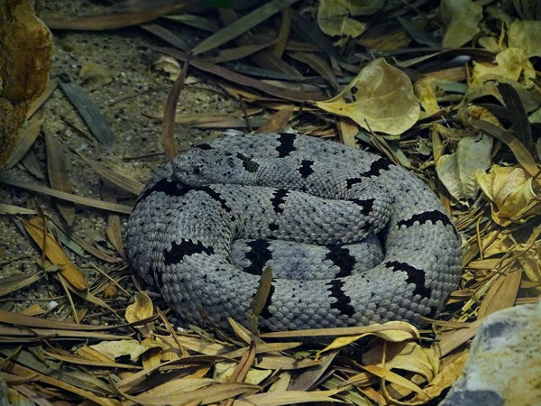 Banded rock rattlesnake (Crotalus lepidus klauberi)