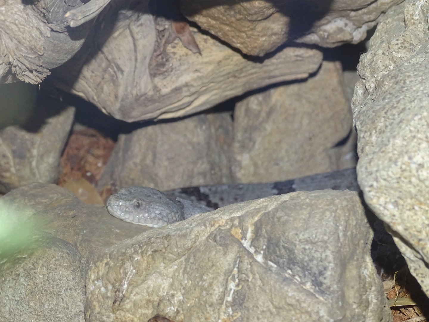 Banded rock rattlesnake (Crotalus lepidus klauberi)