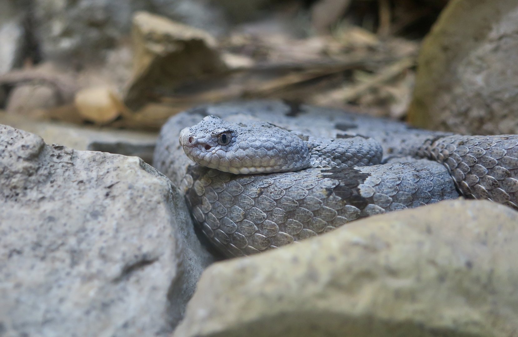 Banded Rock Rattlesnake (Crotalus lepidus klauberi)