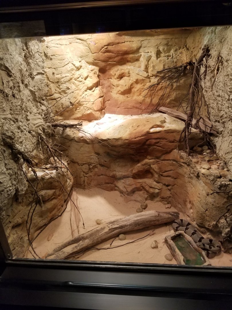 Banded Rock Rattlesnake Exhibit