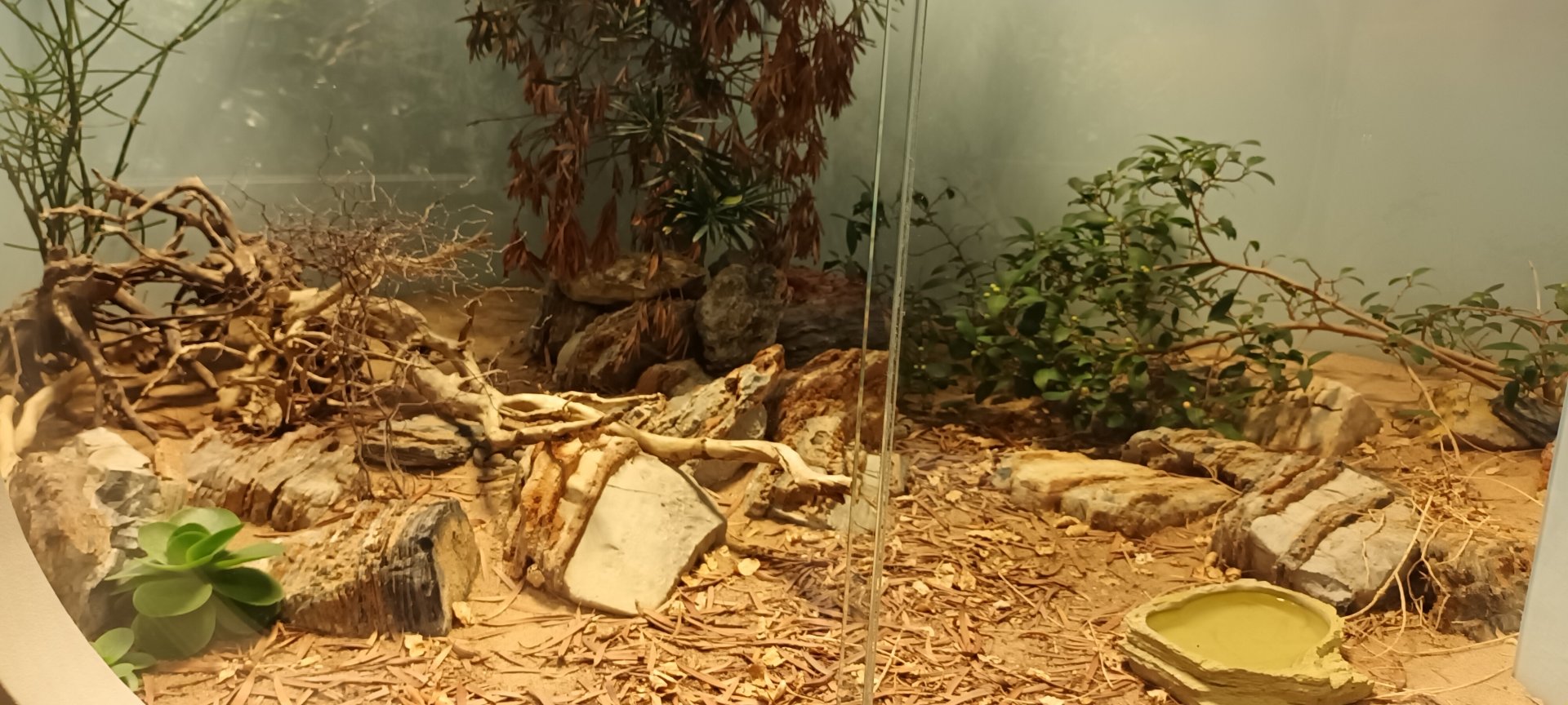 Banded rock Rattlesnake Habitat