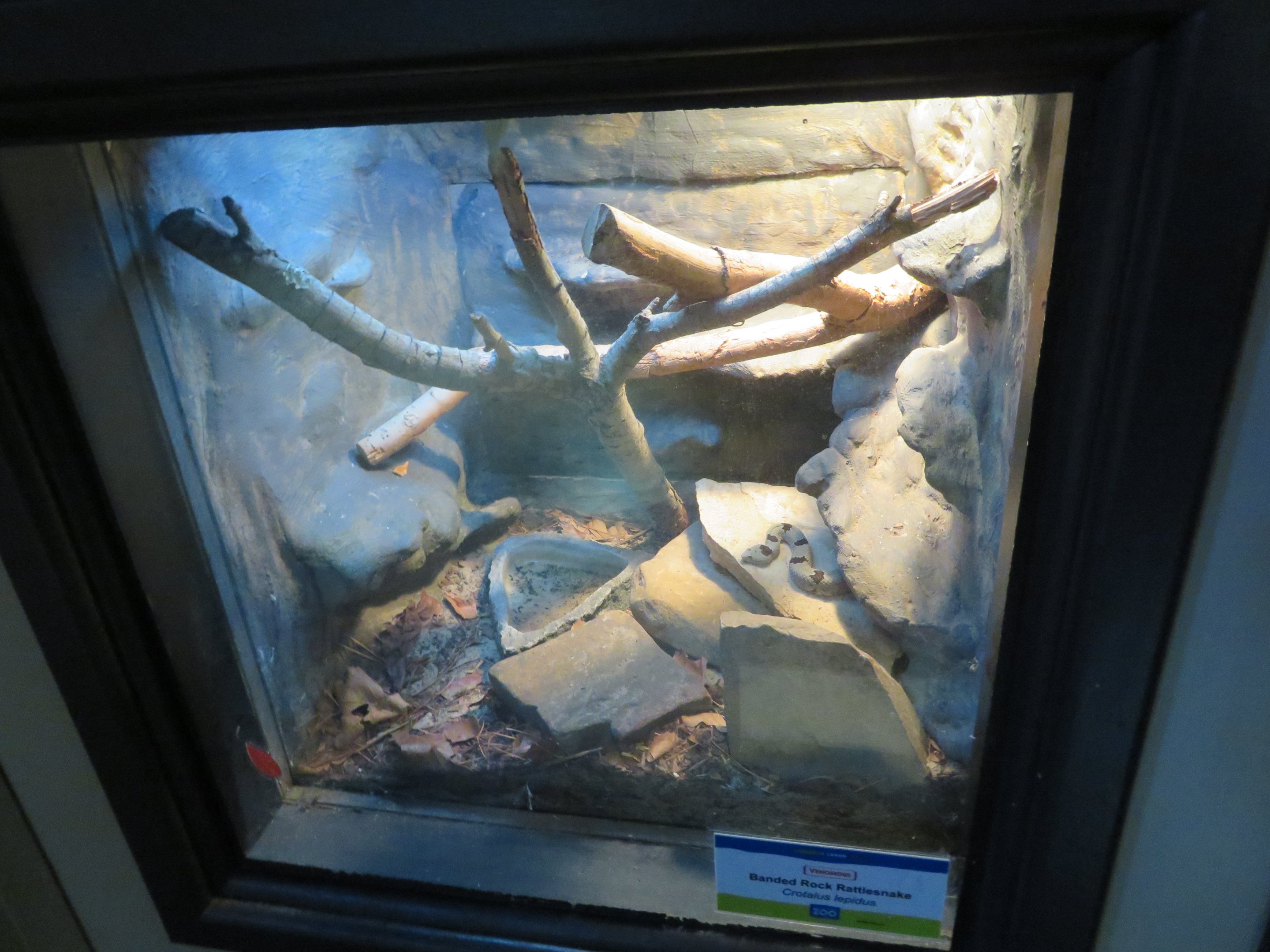 Banded Rock Rattlesnake Tank