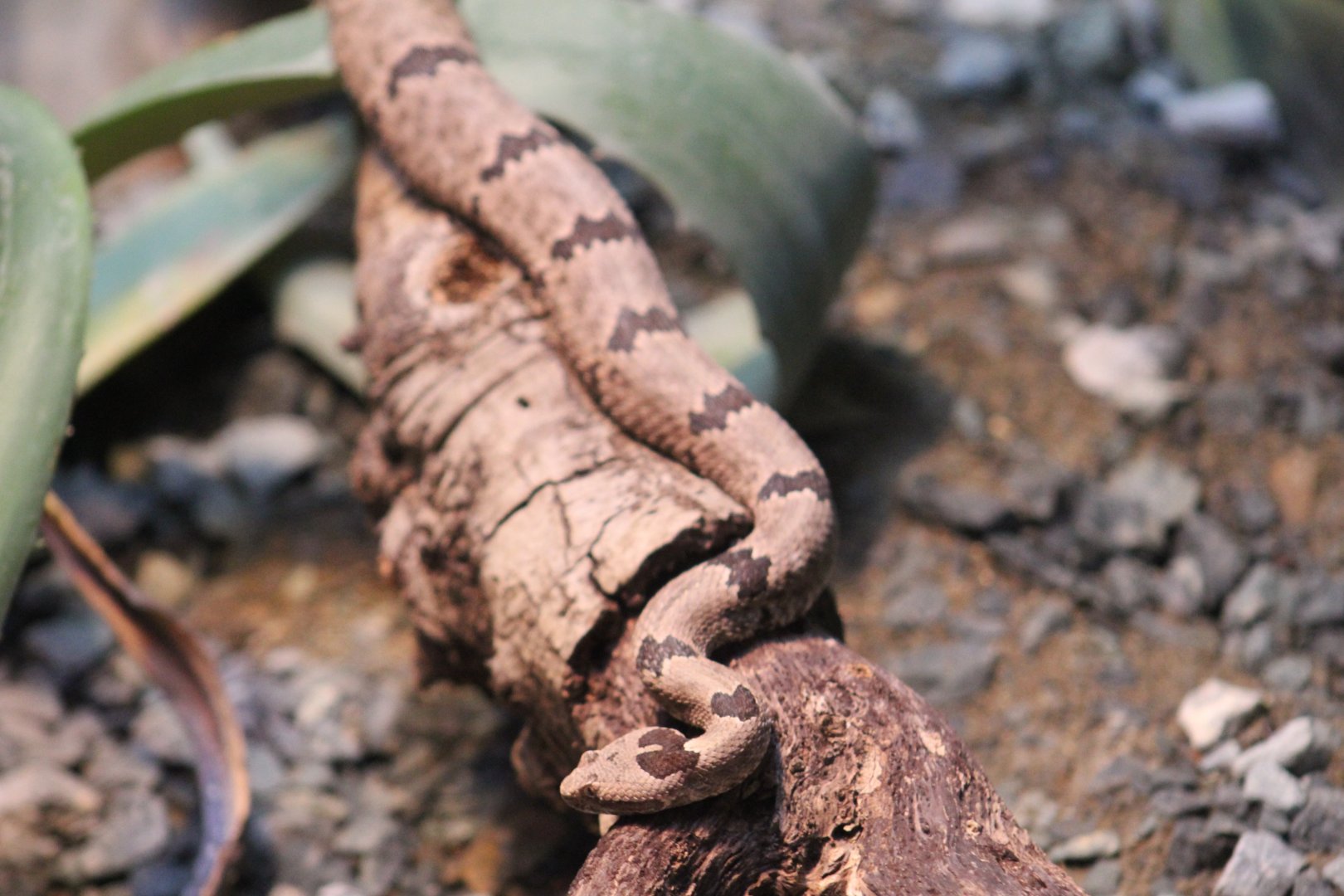 Banded Rock Rattlesnake