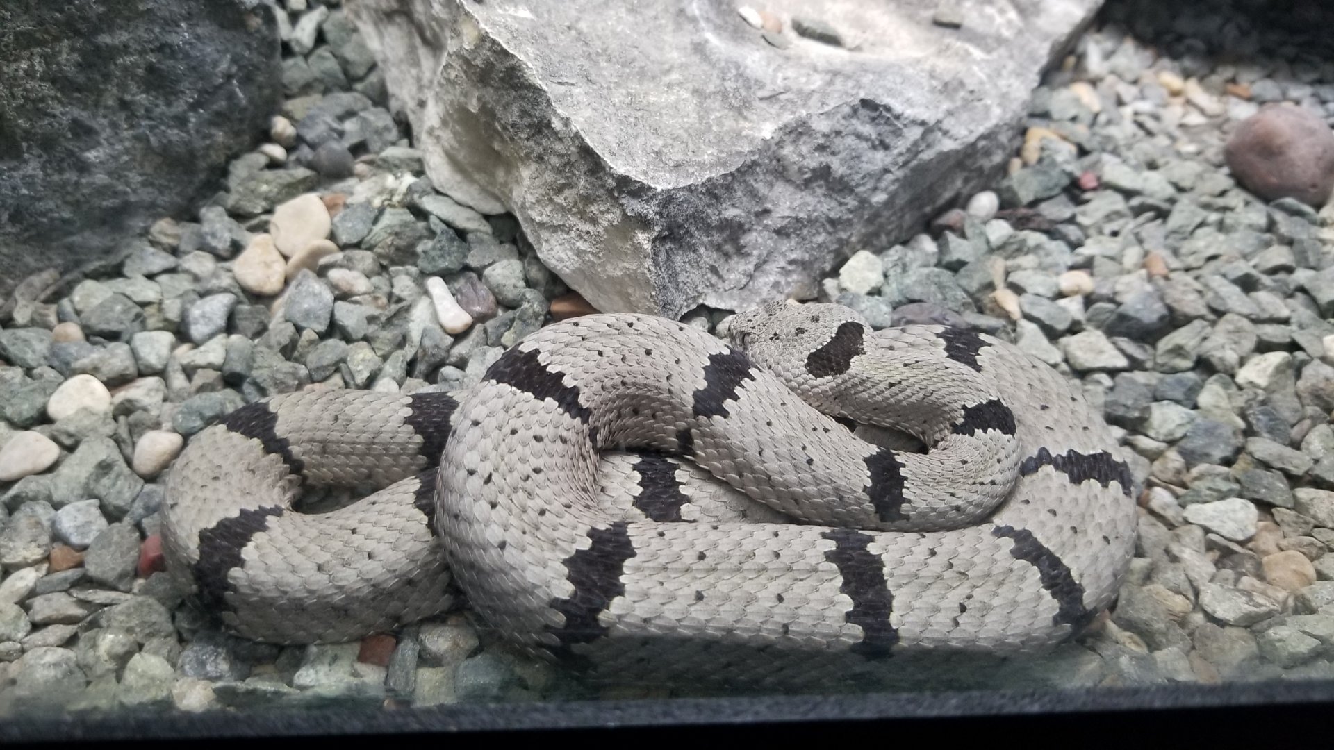 banded rock rattlesnake