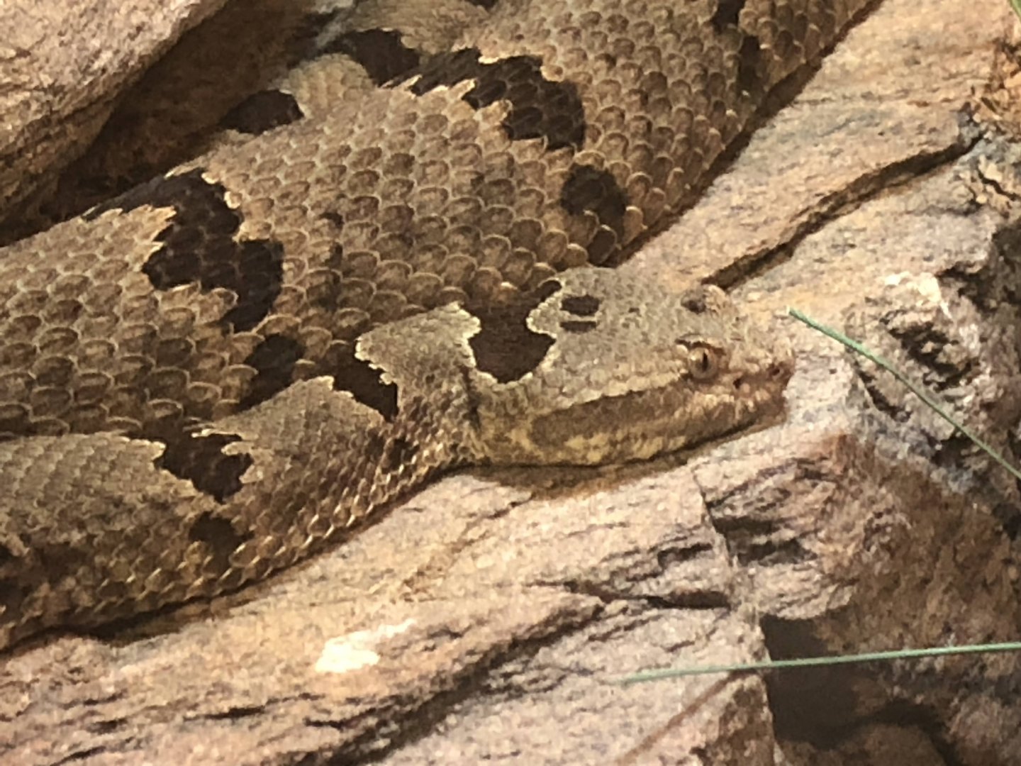 Banded Rock Rattlesnake
