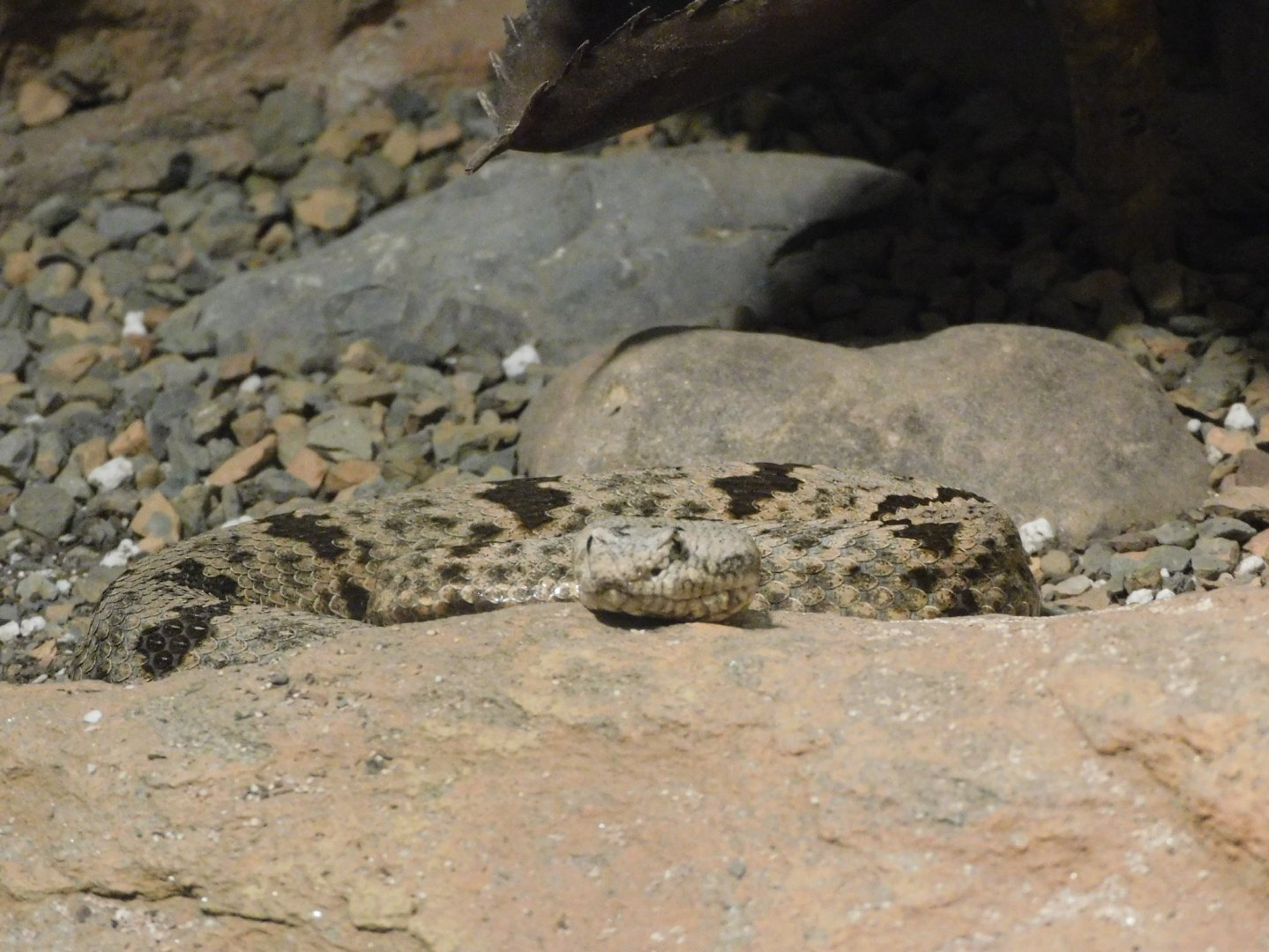 banded rock rattlesnake