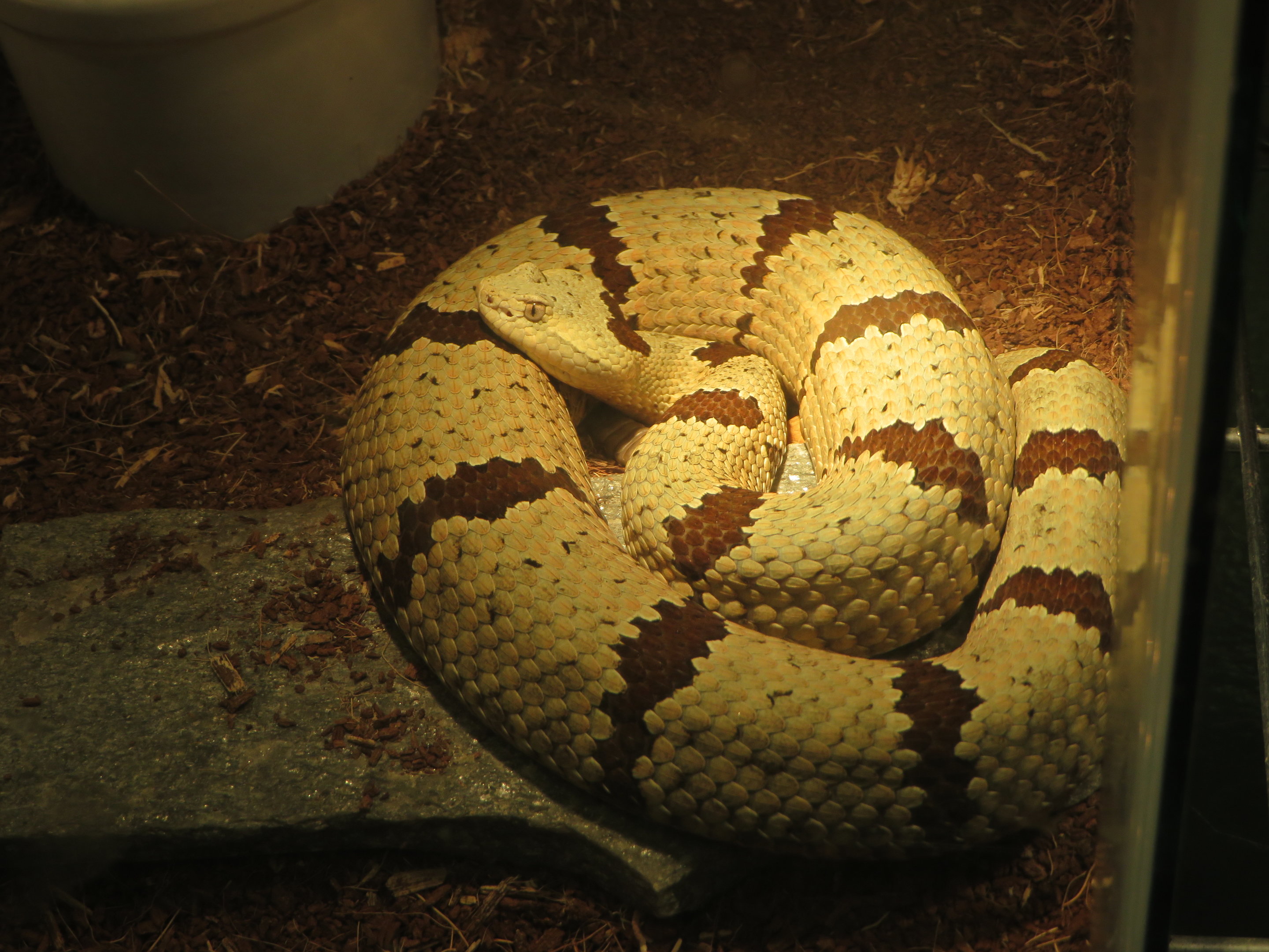 Banded Rock Rattlesnake