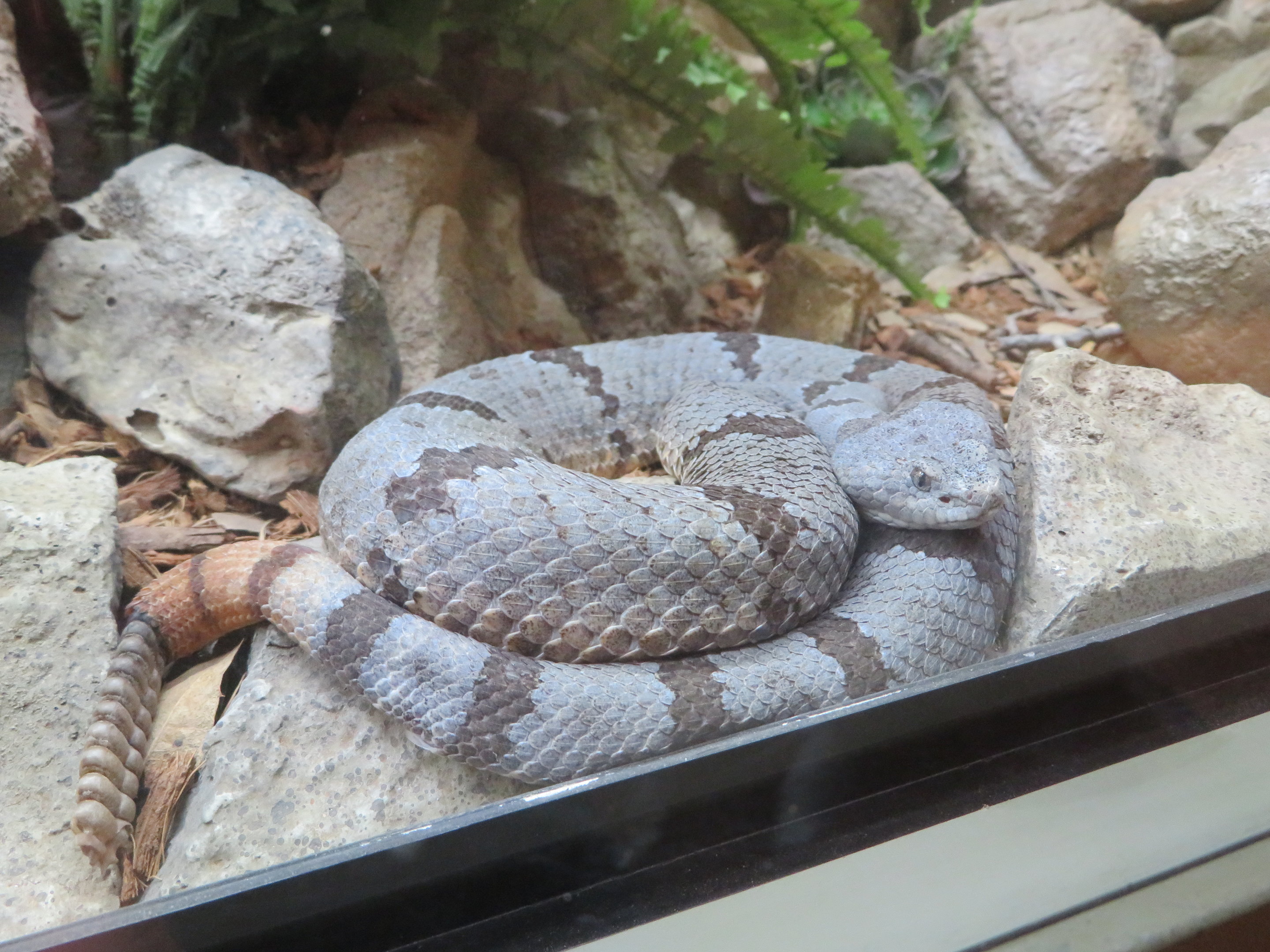 Banded Rock Rattlesnake