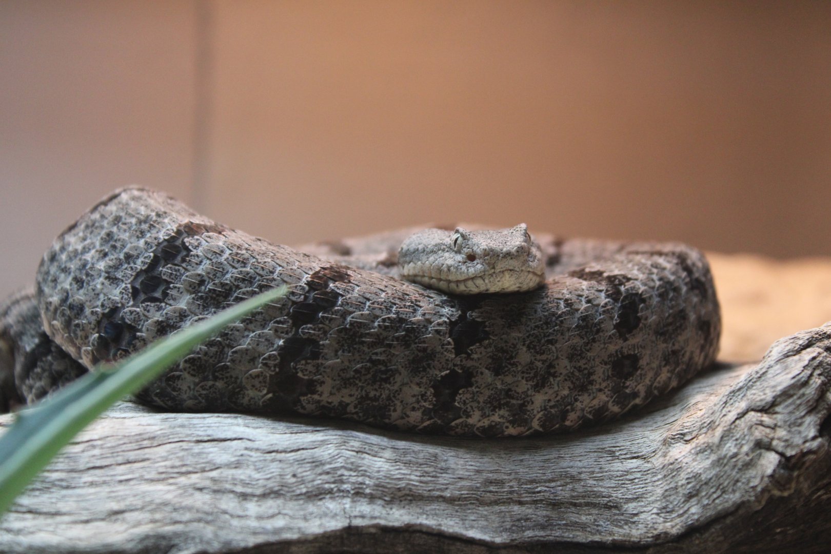 Banded Rock Rattlesnake