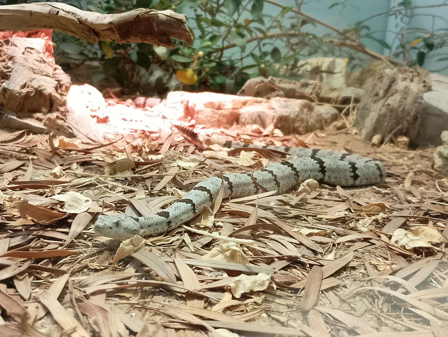 Banded rock rattlesnake