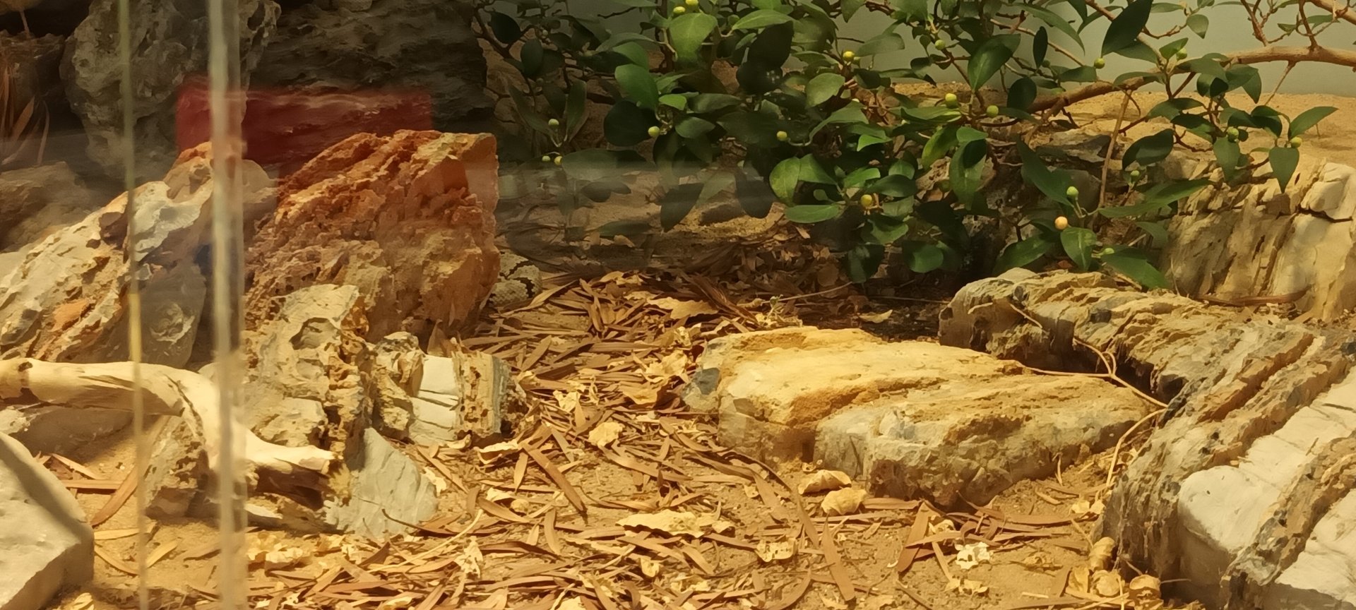 Banded rock Rattlesnake