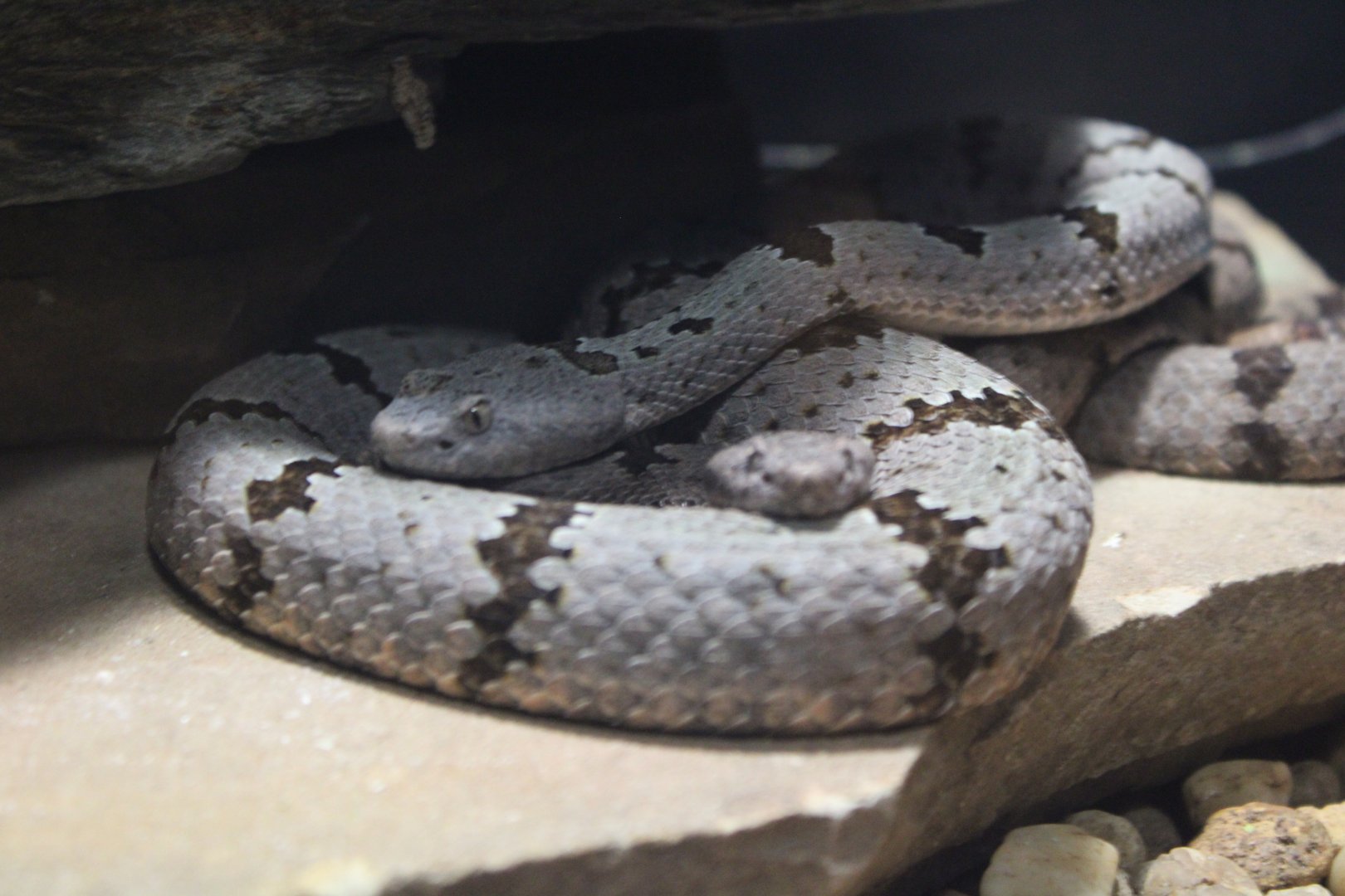 Banded Rock Rattlesnakes (C. l. klauberi)