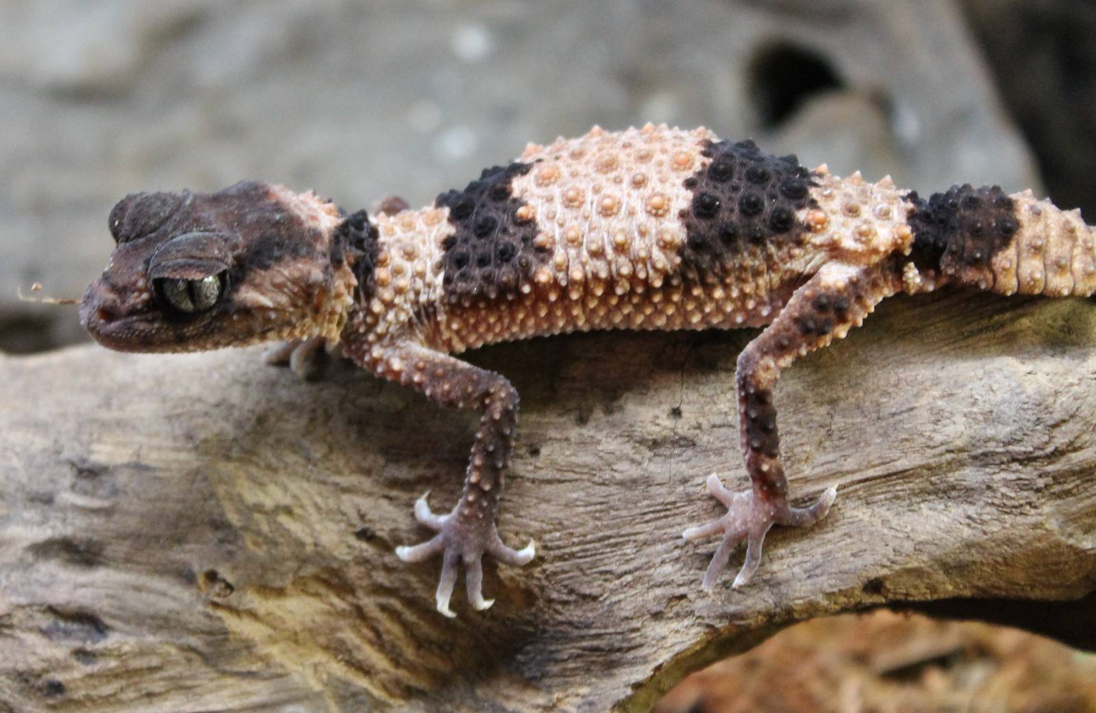 Banded rough knobtail gecko