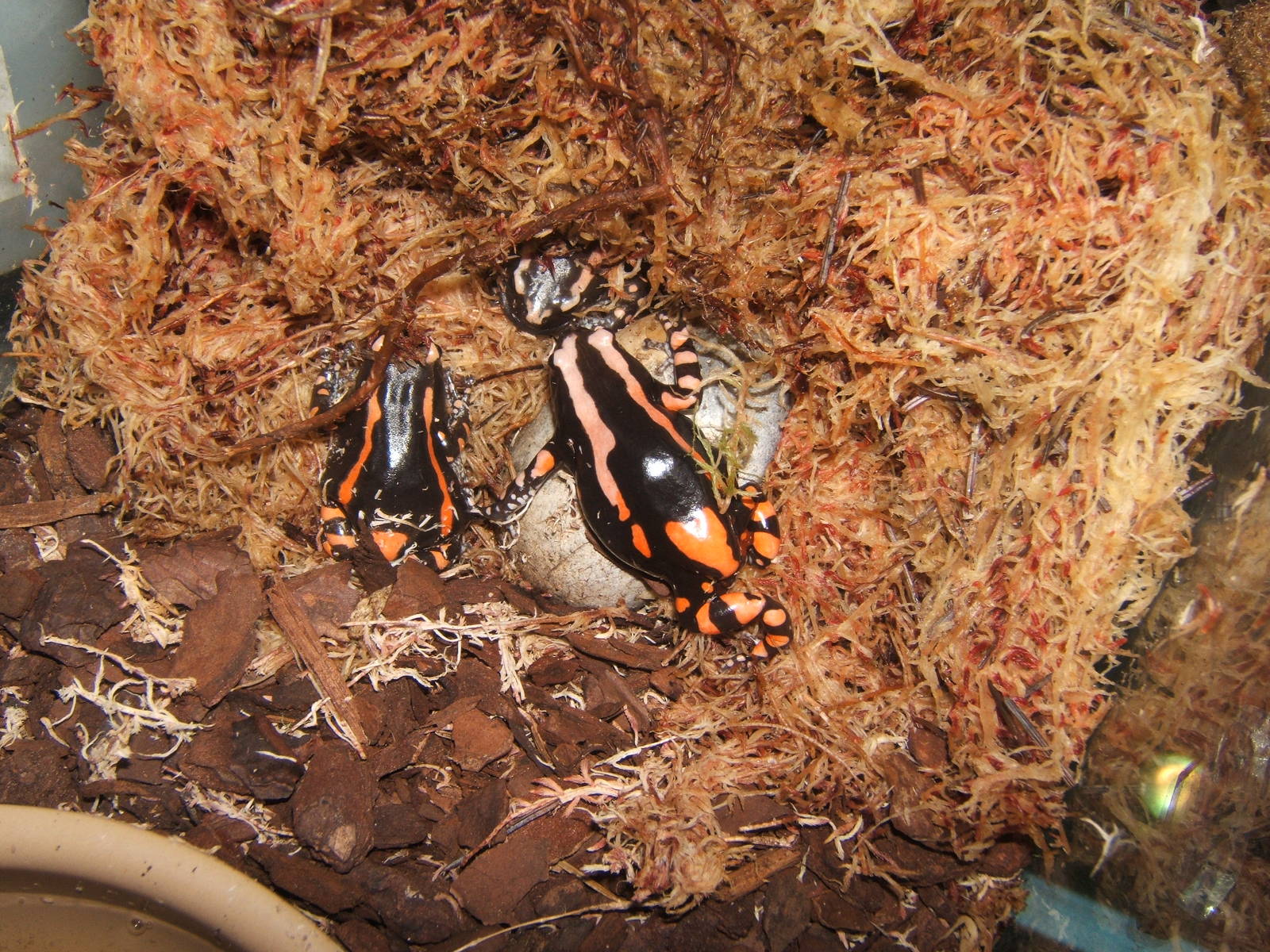 Banded Rubber Frogs (Phrynomantis bifasciatus)