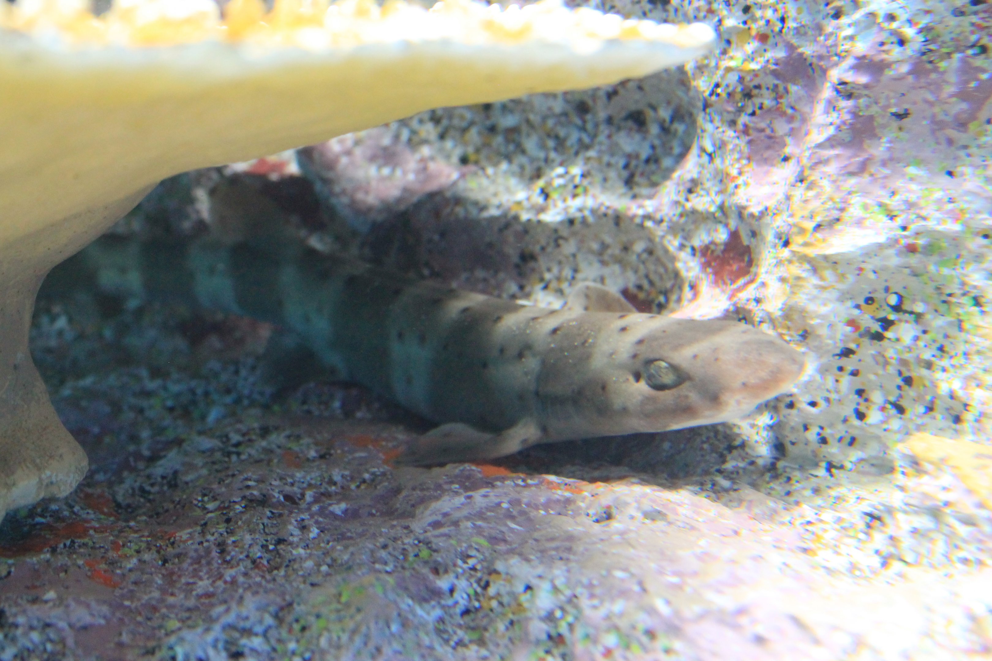 Banded Sand Catshark (Atelomycterus fasciatus)