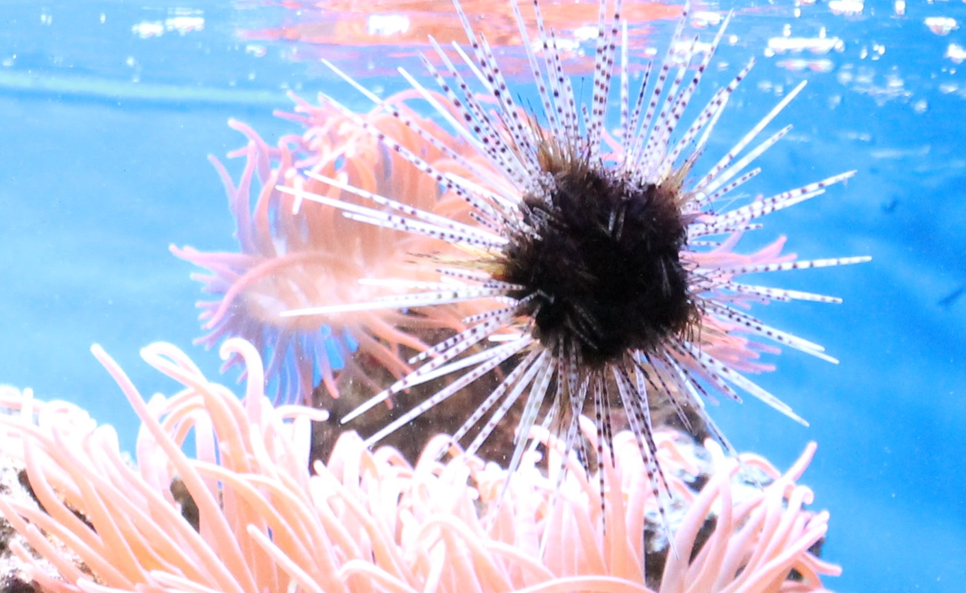 Banded sea-urchin - Echinotrix calamarus