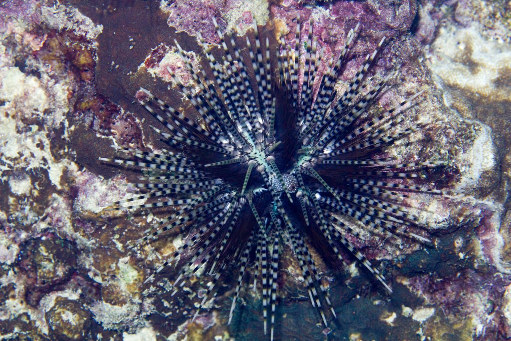 Banded Sea Urchin