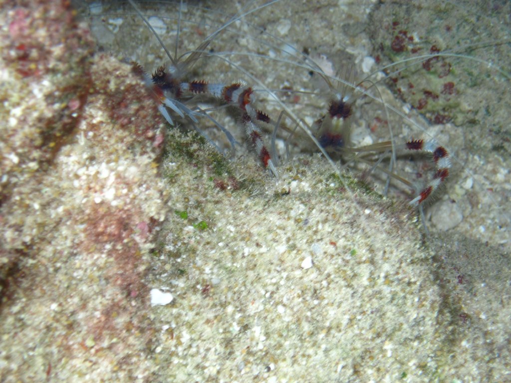Banded Shrimp