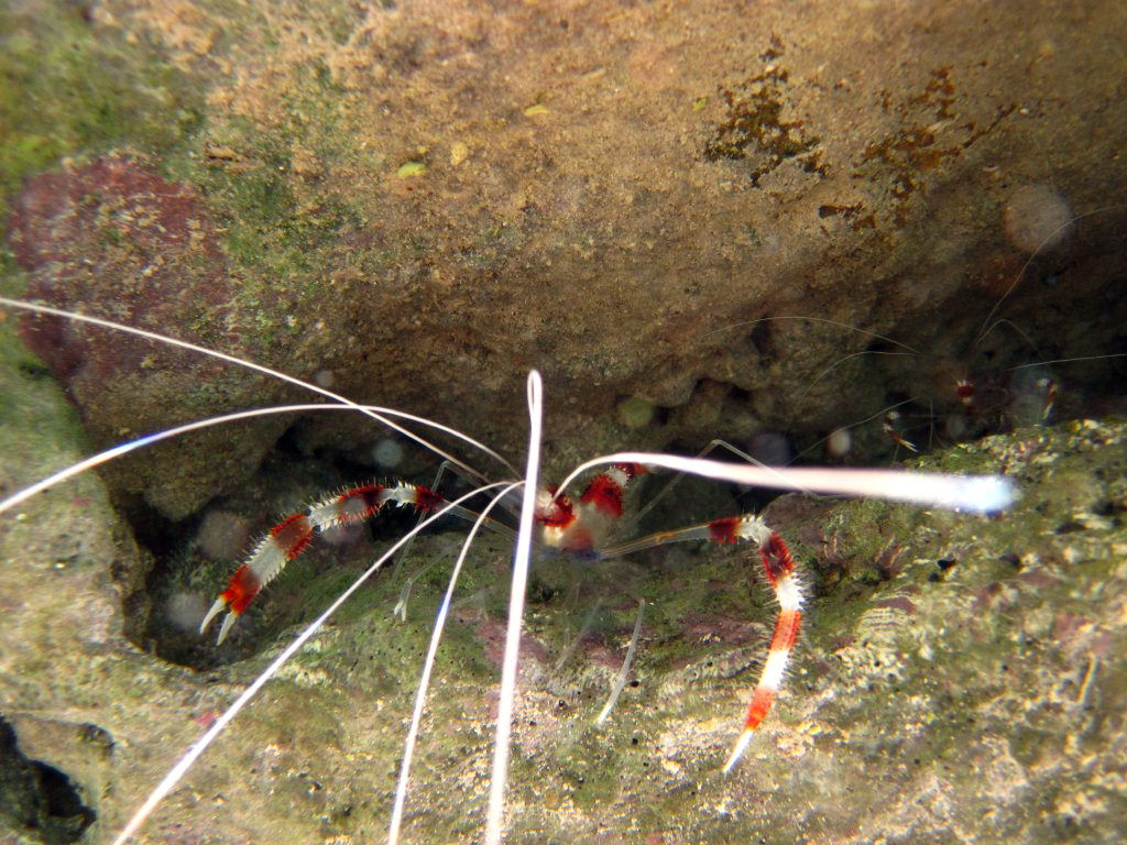 Banded Shrimp