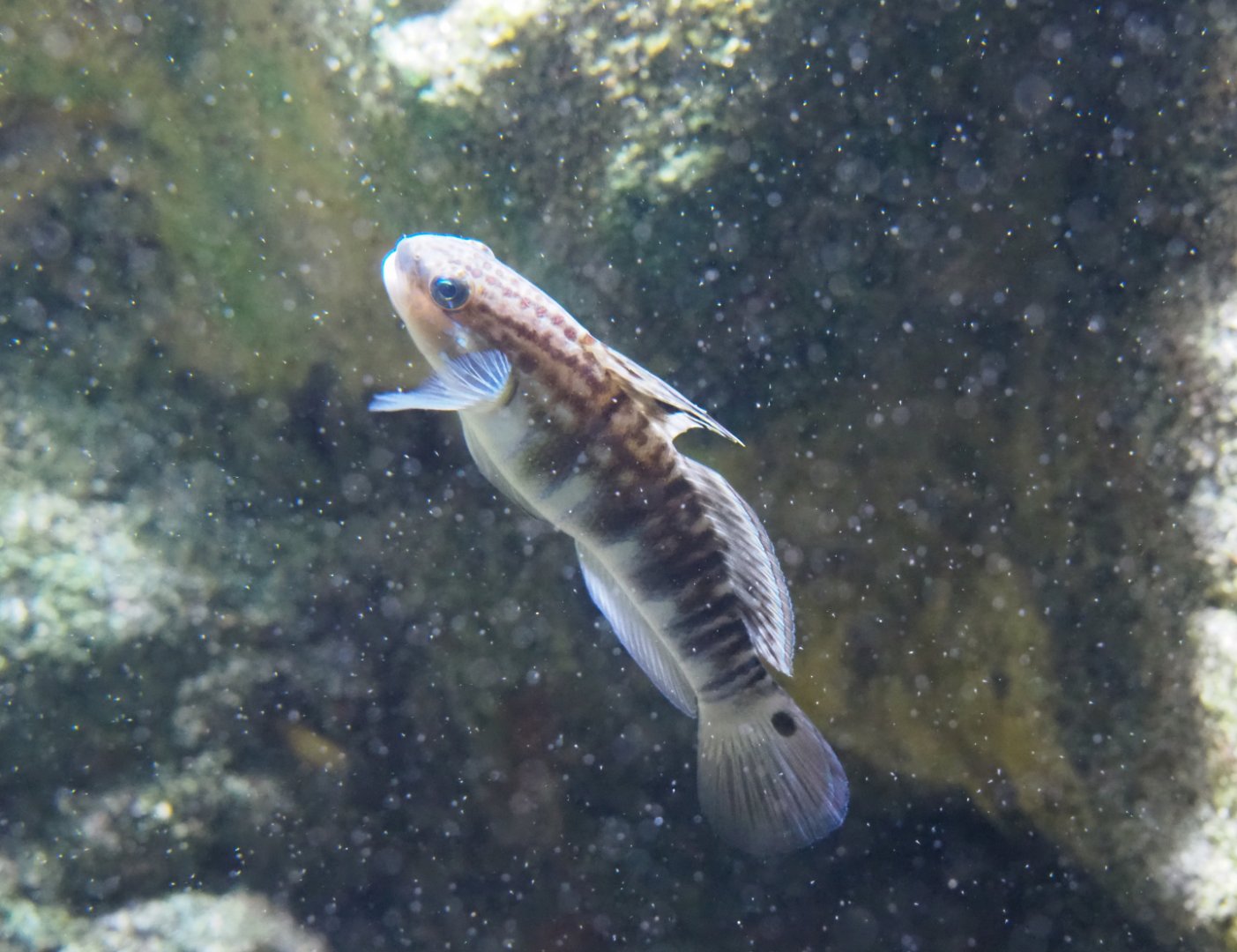 Banded sleeper goby (Amblygobius phalaena), 2019-12-30