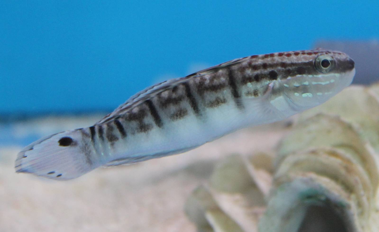 Banded sleeper goby (Amblygobius phalaena)