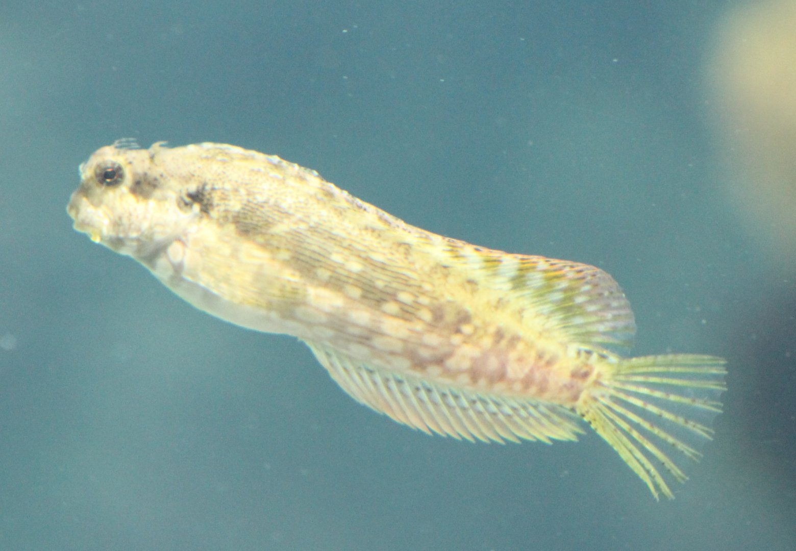 Banded sleeper goby