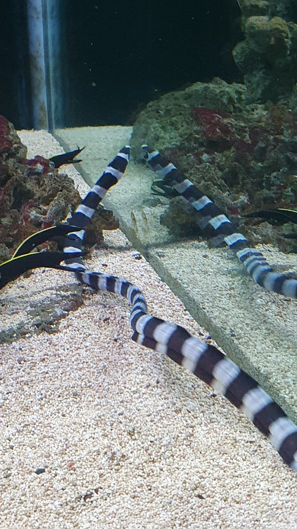 Banded Snake-eel (Myrichthys colubrinus)