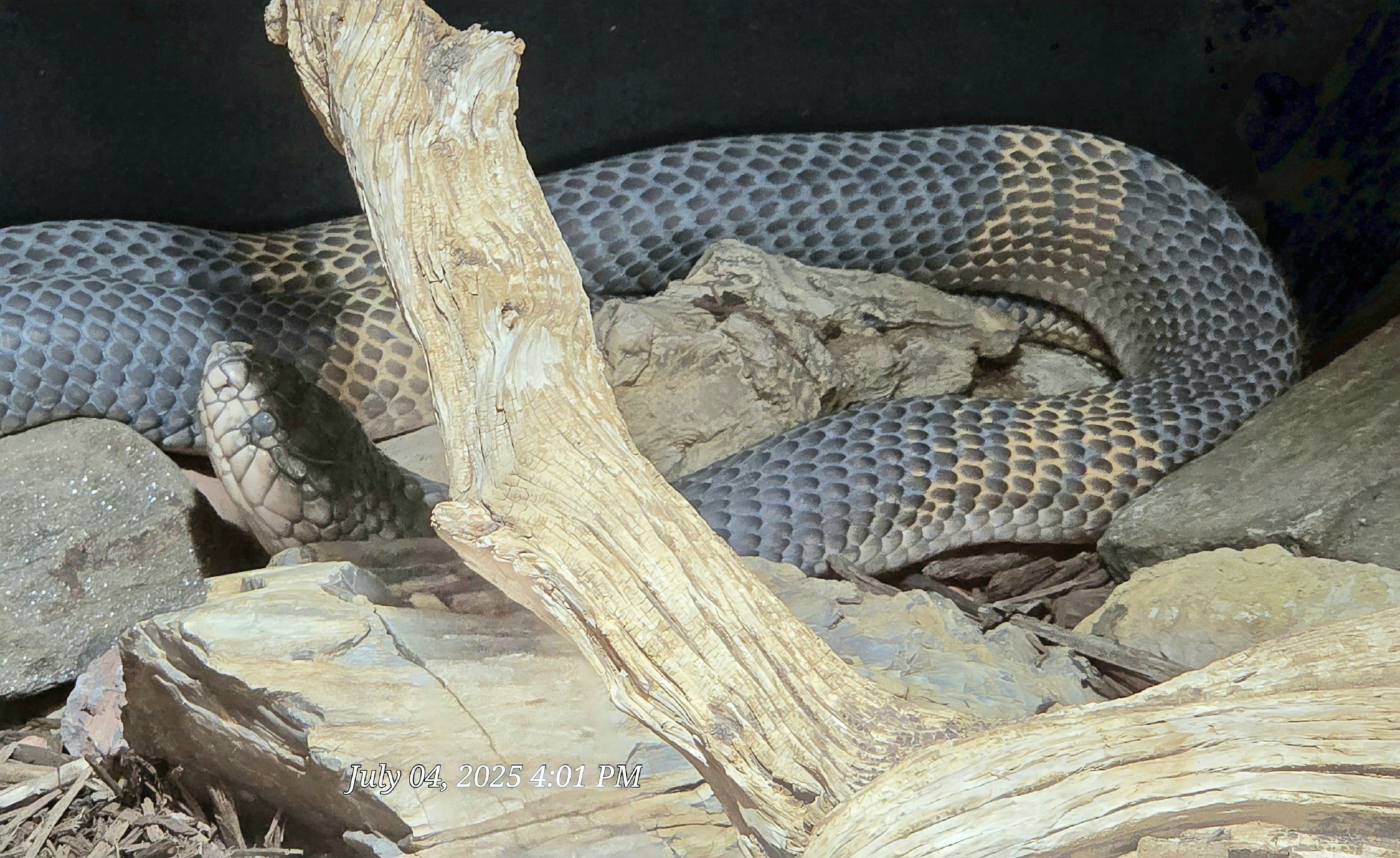 Banded Snouted Cobra-Reptile Gardens