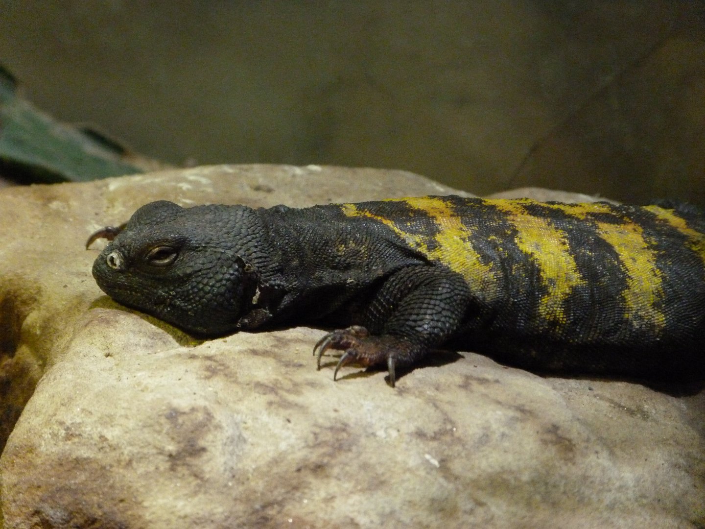 Banded spiny-tailed lizard -Zoo Praha (2025)
