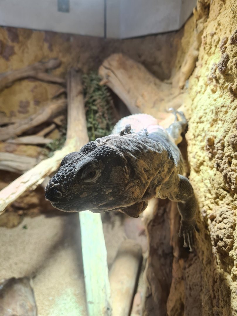 Banded spiny-tailed lizard