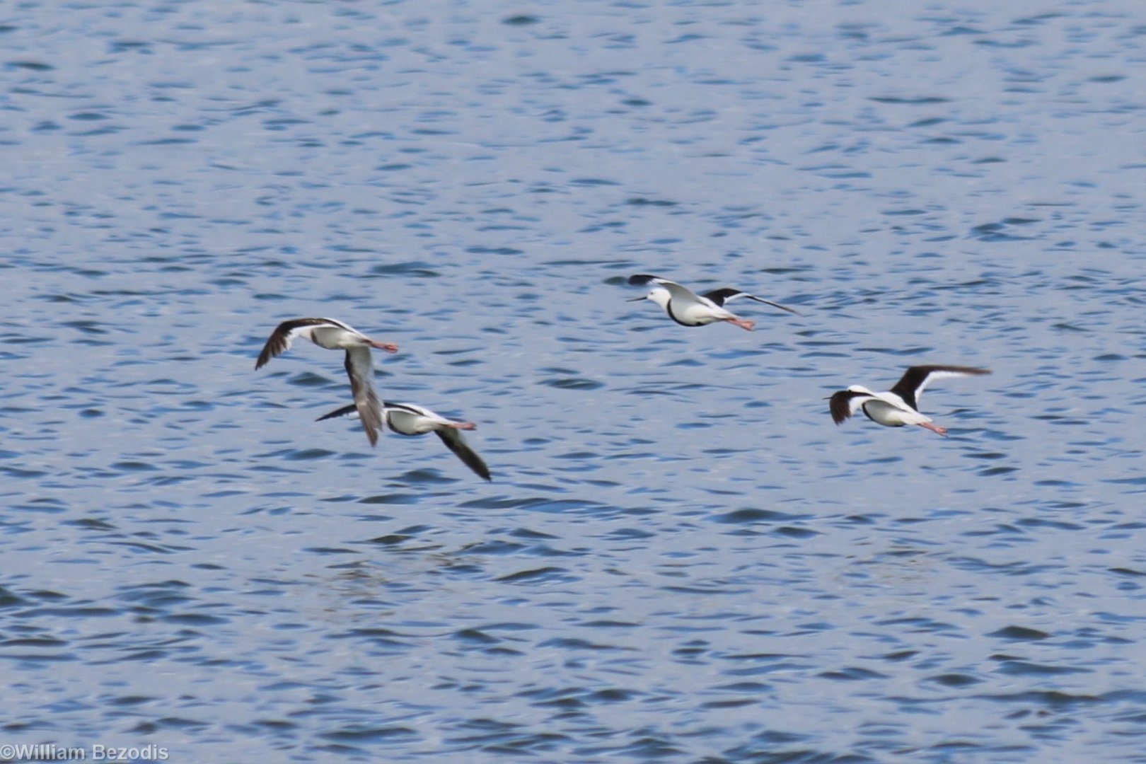 Banded Stilt - Rottnest Island