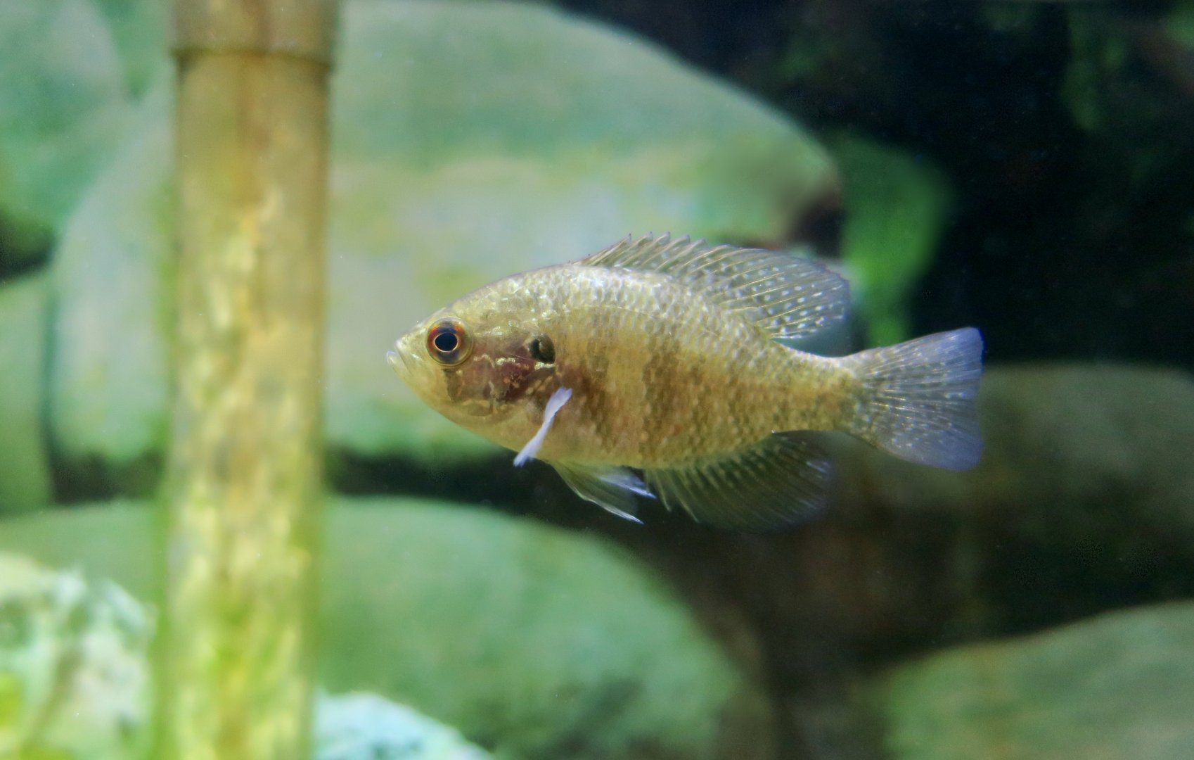 Banded Sunfish (Enneacanthus obesus) - Cold Spring Harbor Fish Hatchery & Aquarium